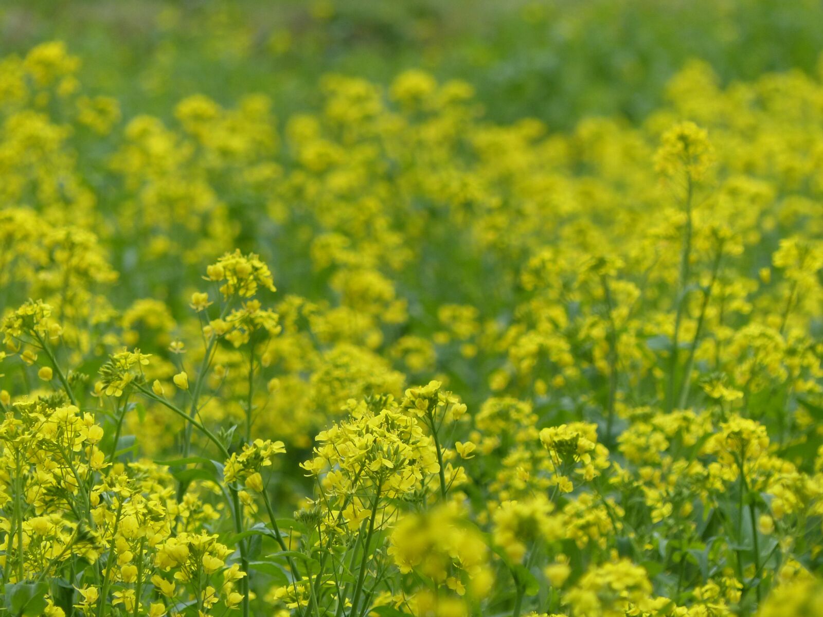 Panasonic Lumix DMC-FZ200 sample photo. The agricultural commercial companies photography