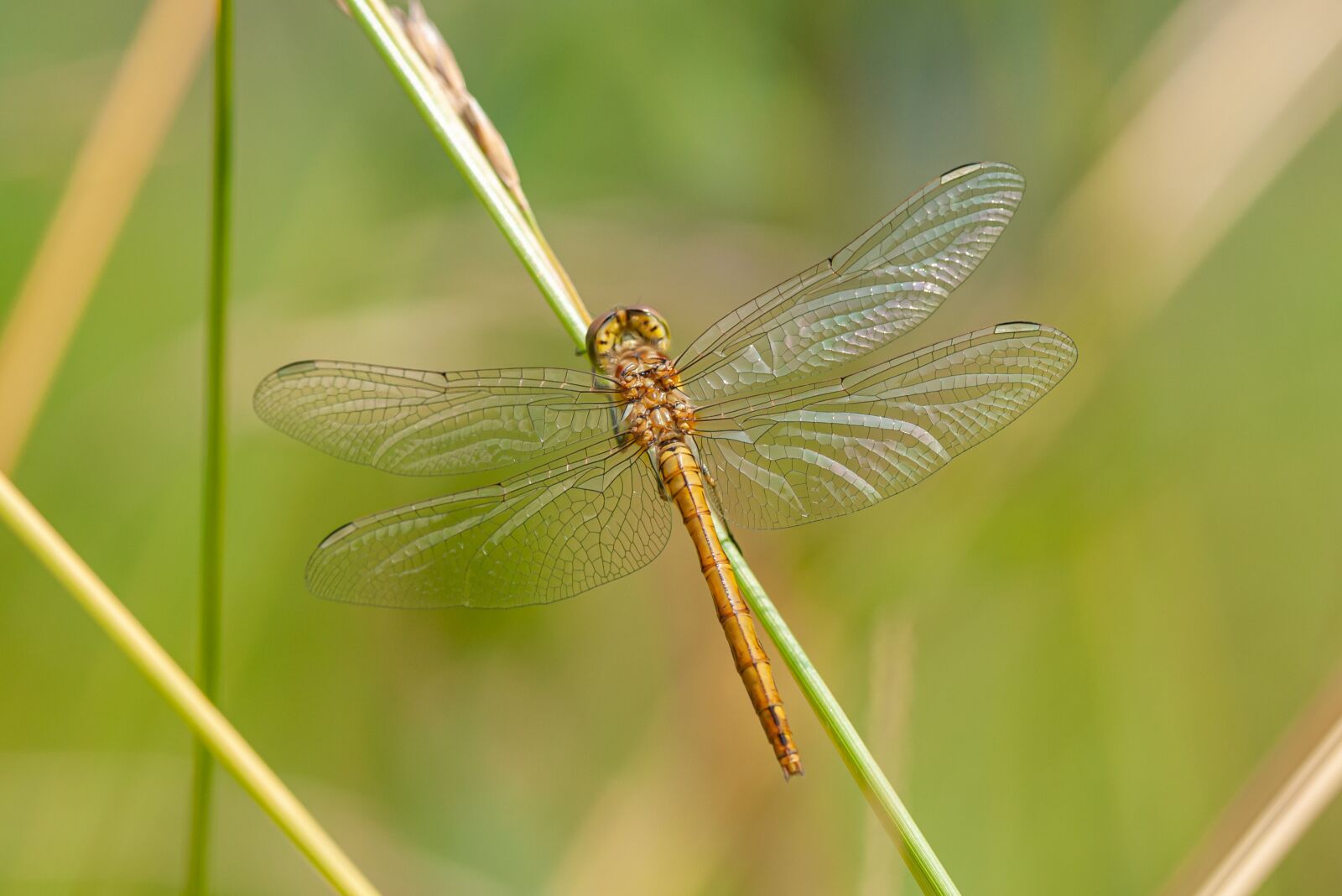 Nikon D300 sample photo. Dragonfly, insect, macro photography