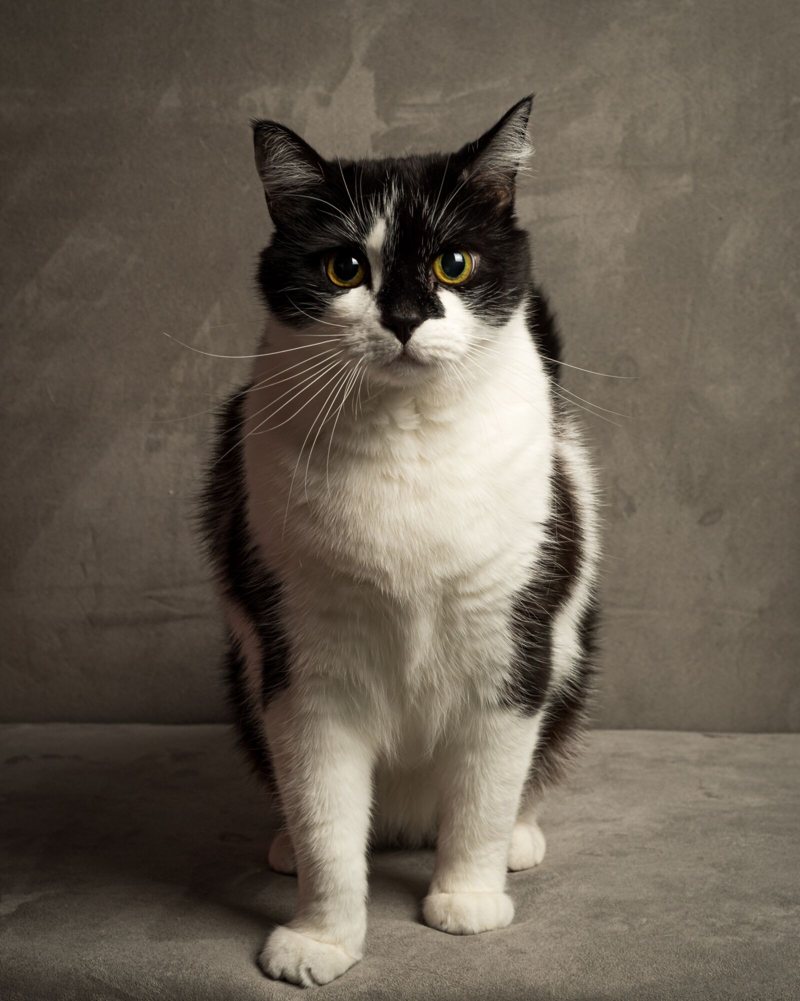 Nikon D7500 sample photo. Cat, black, white photography