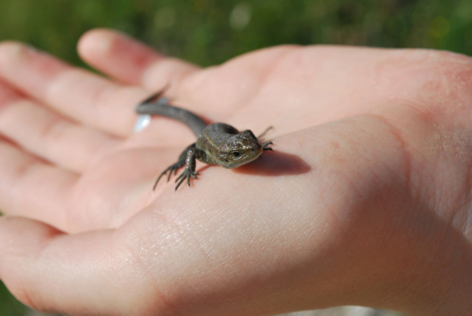 Nikon D60 sample photo. Lizard, hand, animal photography