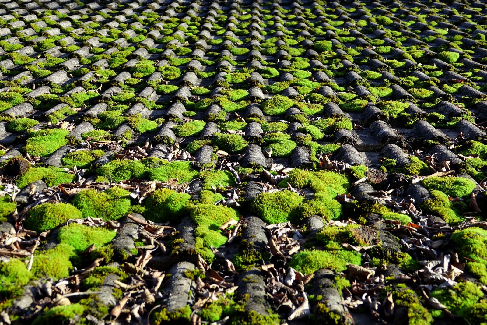 Sony Cyber-shot DSC-RX10 III sample photo. Moss, nature, green photography
