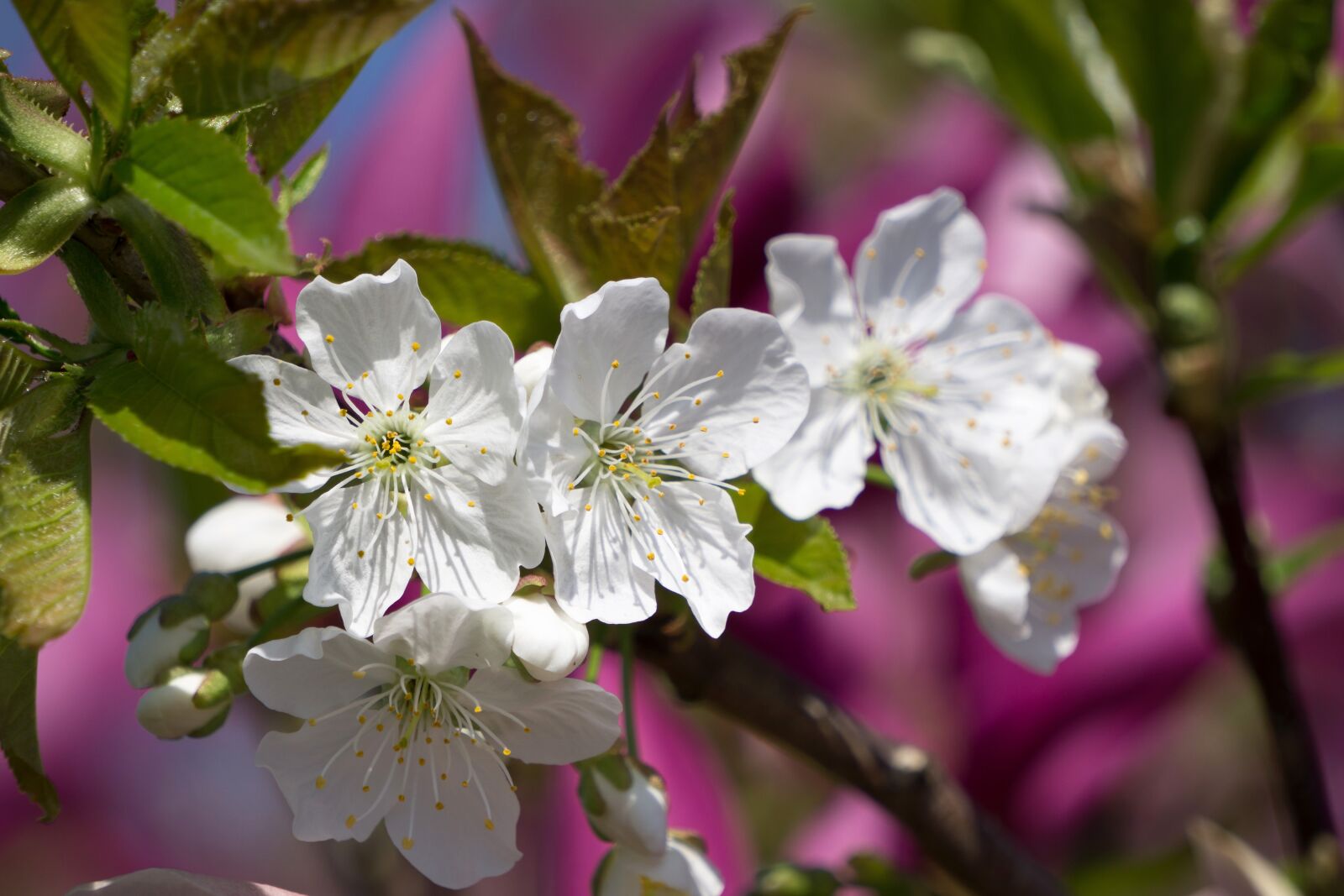 Sony E 55-210mm F4.5-6.3 OSS sample photo. Flower, blossom, bloom photography