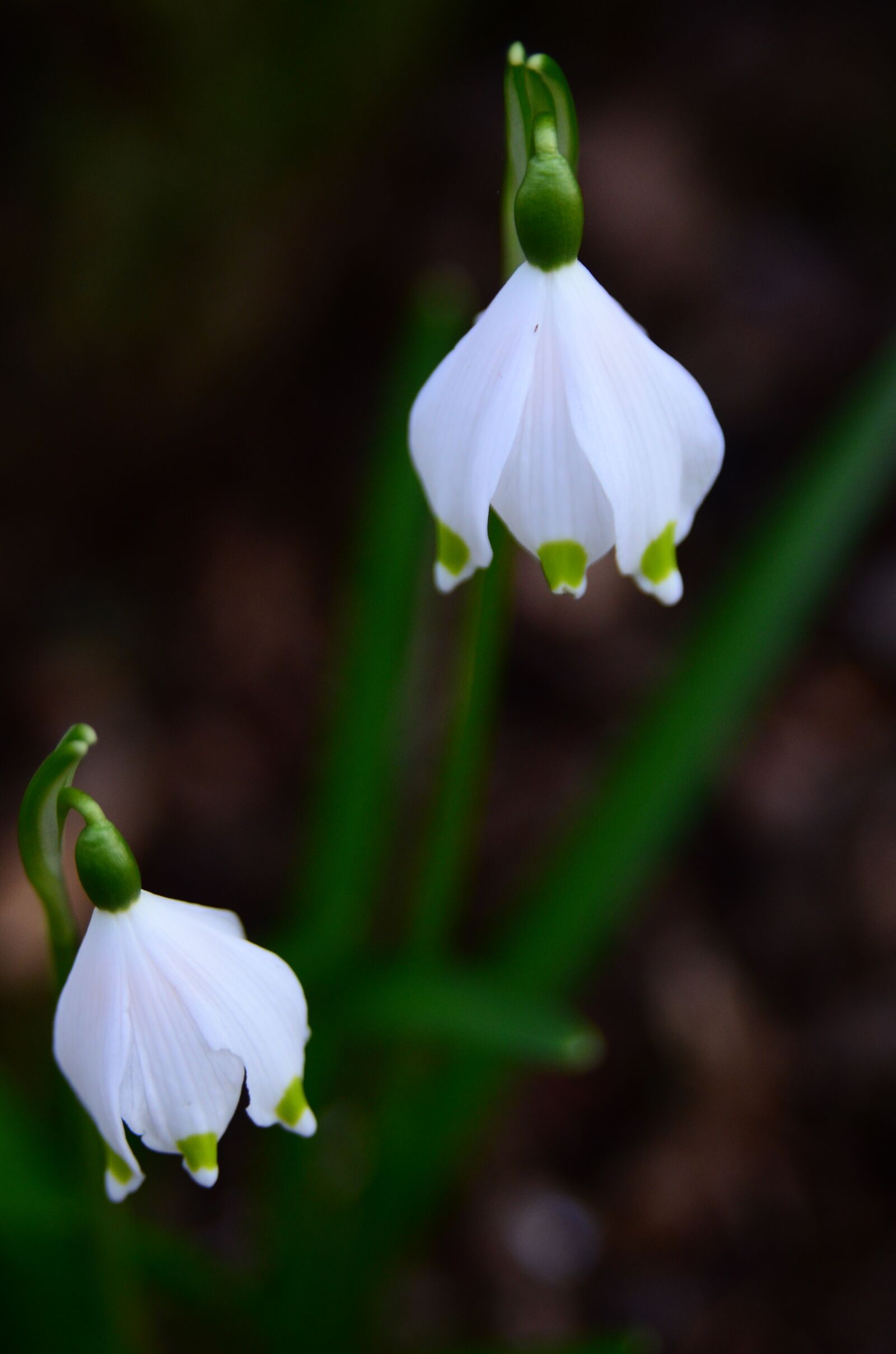Nikon D7000 sample photo. Snowflake, fruehlingsknotenblume, early bloomer photography