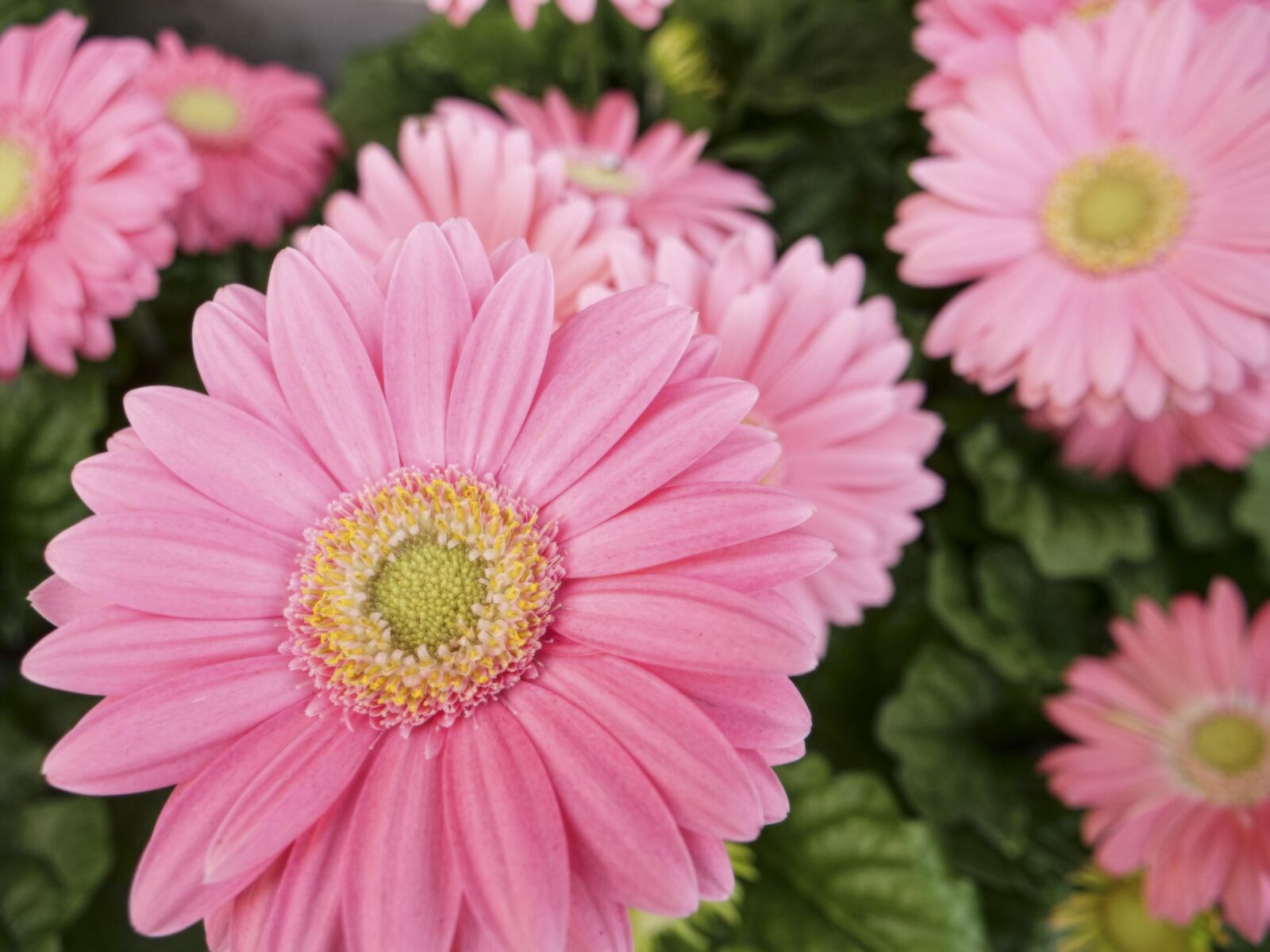 LEICA DG 12-60/F2.8-4.0 sample photo. Flower, flora, nature photography