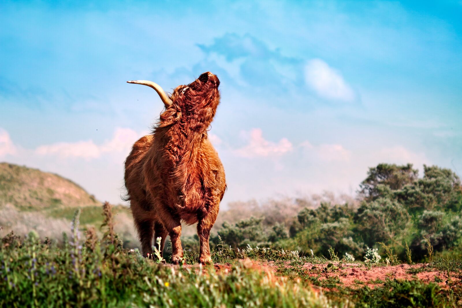 Canon EOS 7D sample photo. Beef, buffalo, bison photography