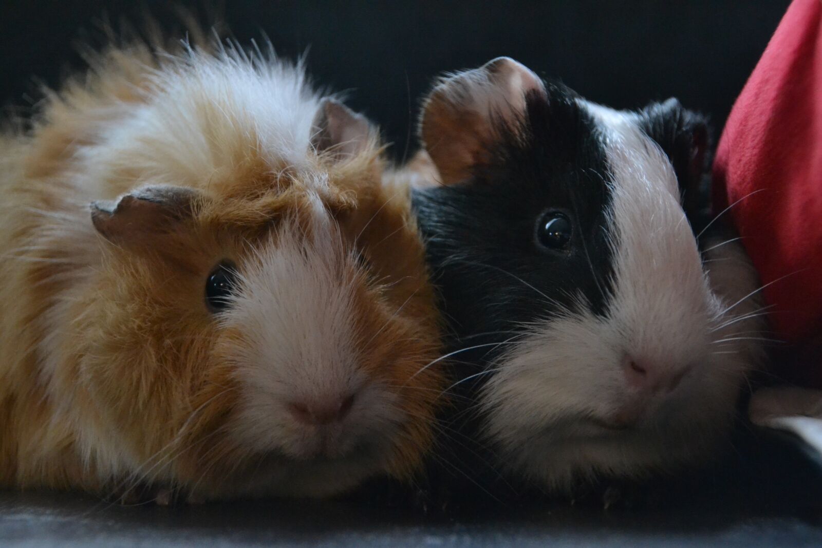 Nikon D3100 sample photo. Guinea pig, animal, pet photography