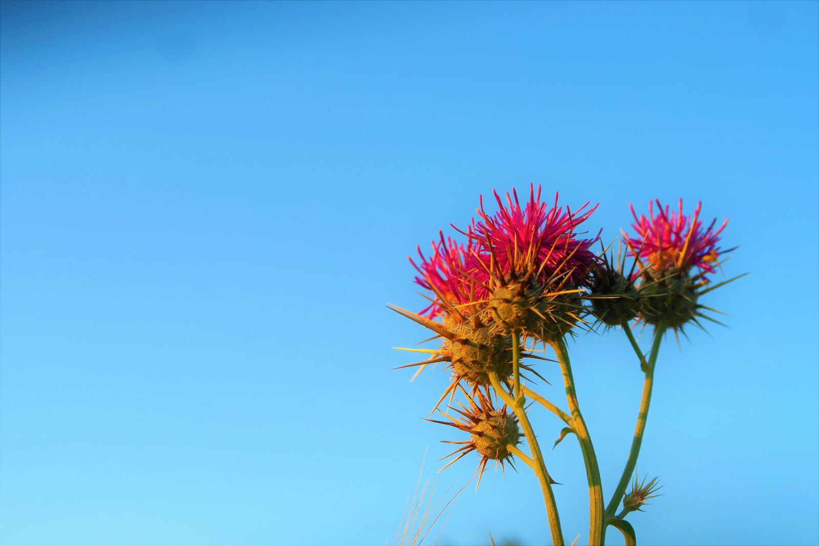 Canon PowerShot G7 X sample photo. Flower, dea, plant photography