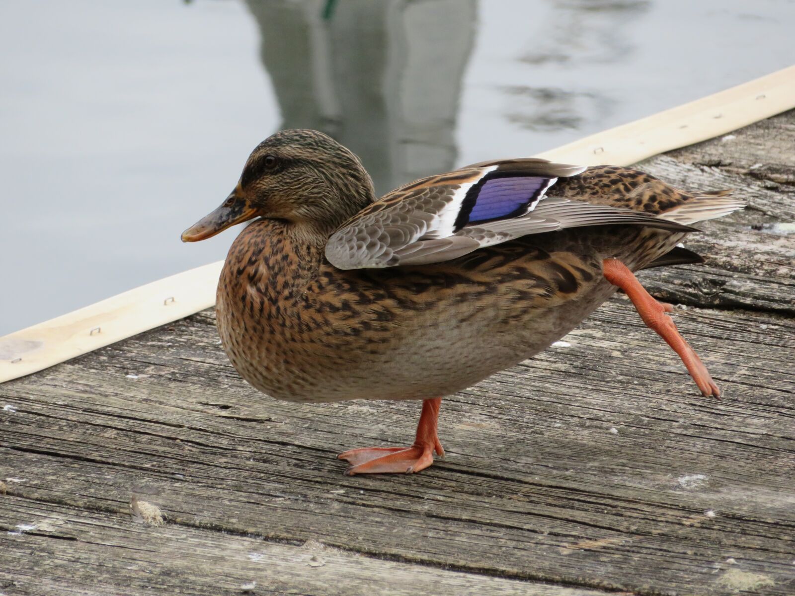 Canon PowerShot SX720 HS sample photo. Duck, bird, feathers photography