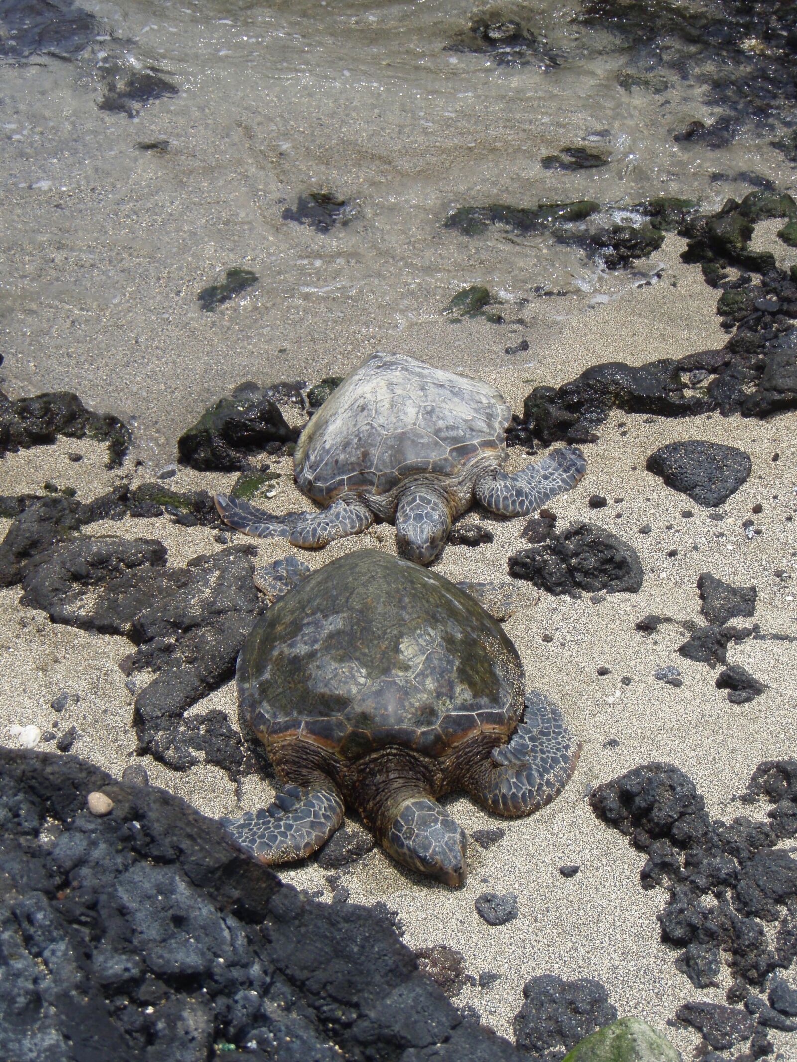 Olympus u770SW,S770SW sample photo. Turtles, couple, hawaii photography