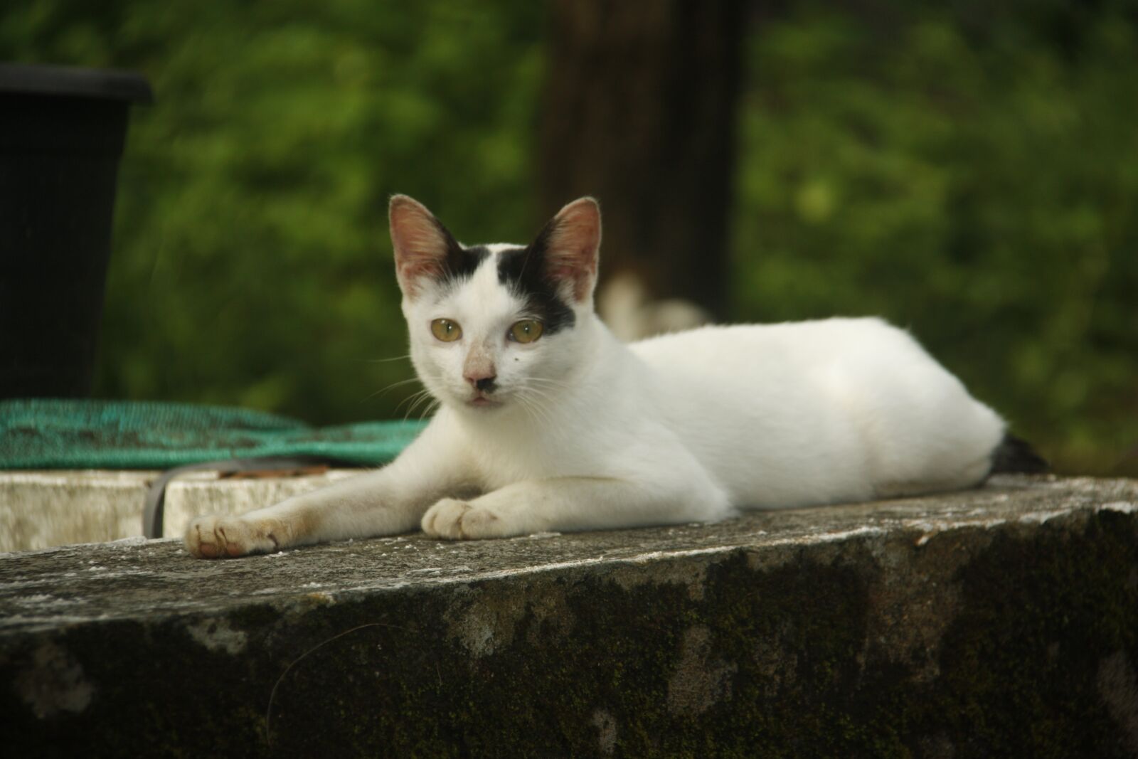 Canon EOS 450D (EOS Rebel XSi / EOS Kiss X2) sample photo. Kerala, cat, wild photography