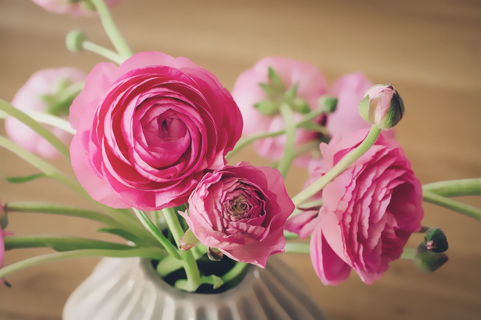 Nikon D7100 sample photo. Ranunkeln, flowers, vase photography