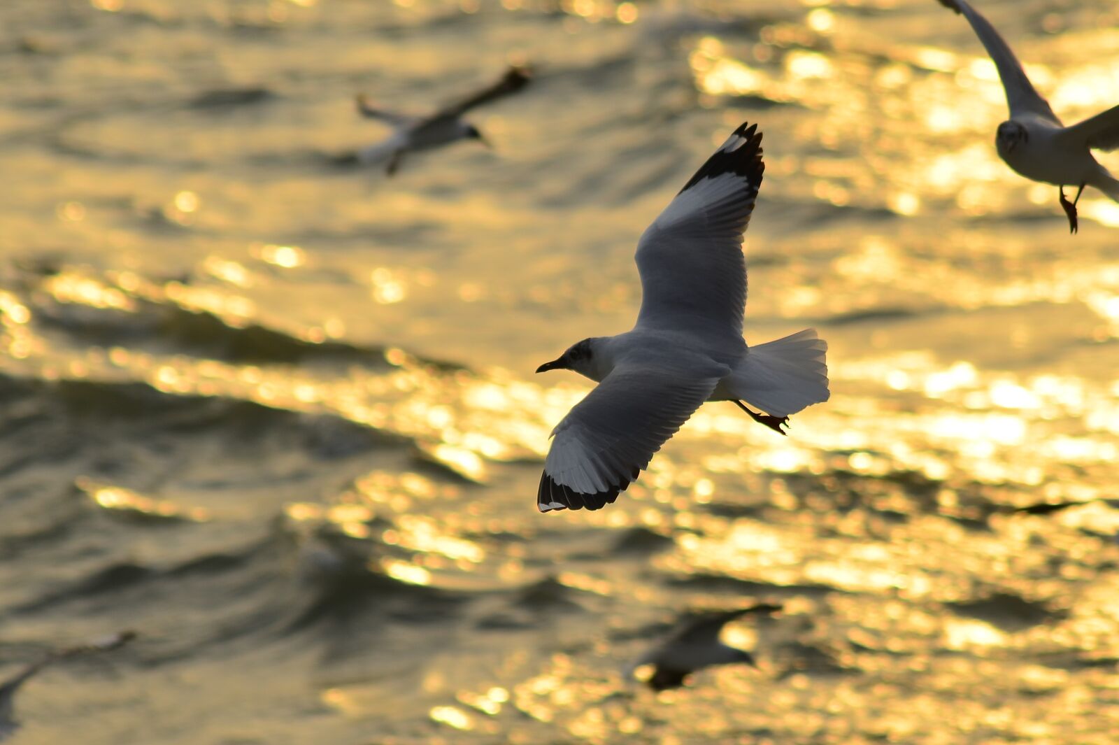 Nikon D5100 sample photo. Seabird, birds, sea photography