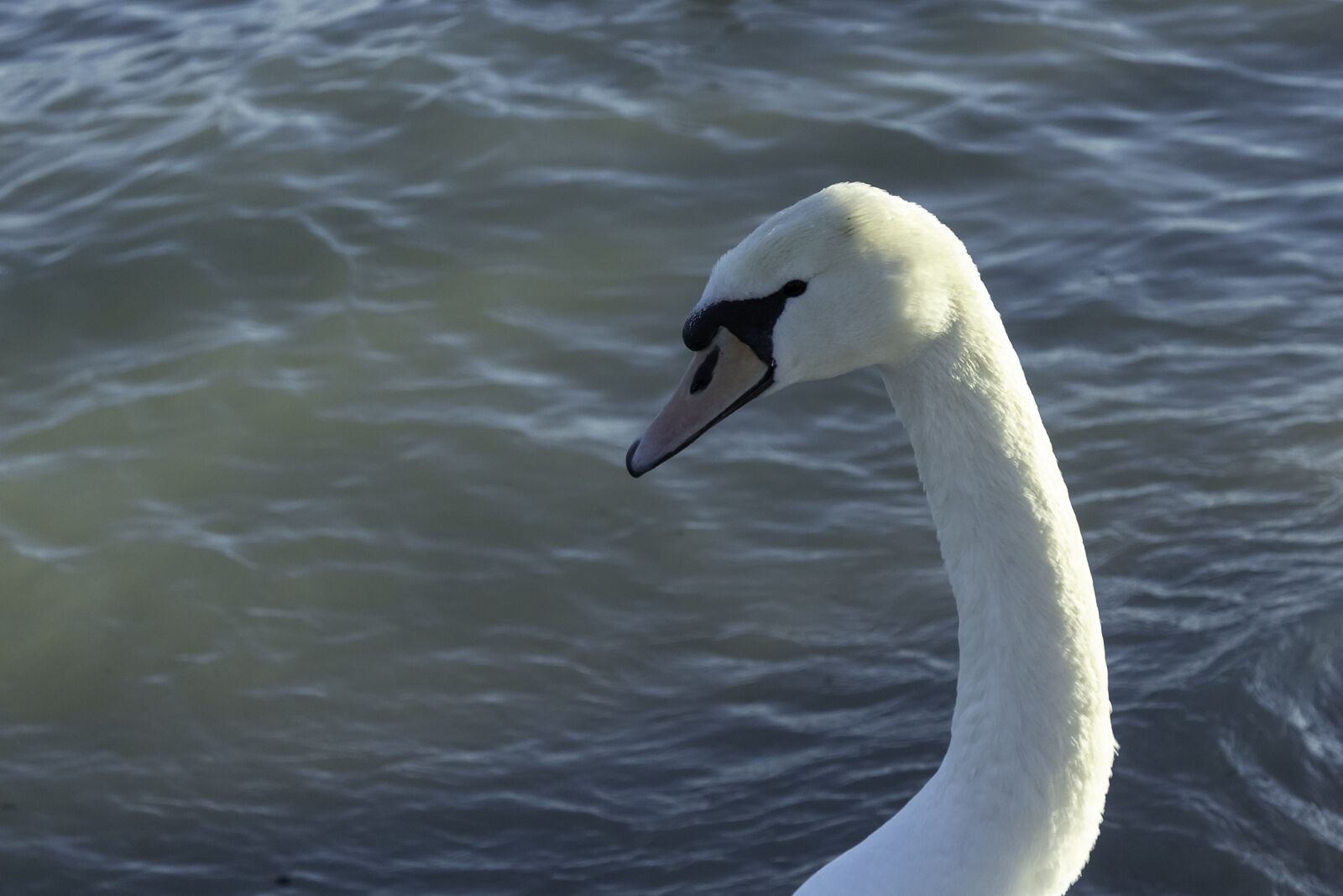 Canon EOS 1300D (EOS Rebel T6 / EOS Kiss X80) sample photo. Swan, cam, water bird photography