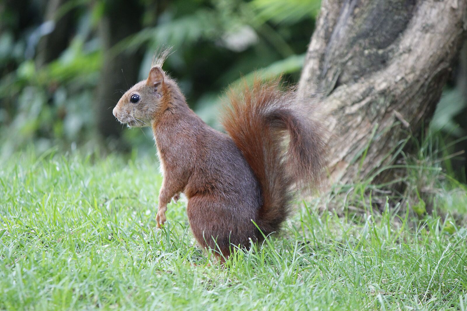 Canon EOS 600D (Rebel EOS T3i / EOS Kiss X5) sample photo. Squirrel, animal, nature photography