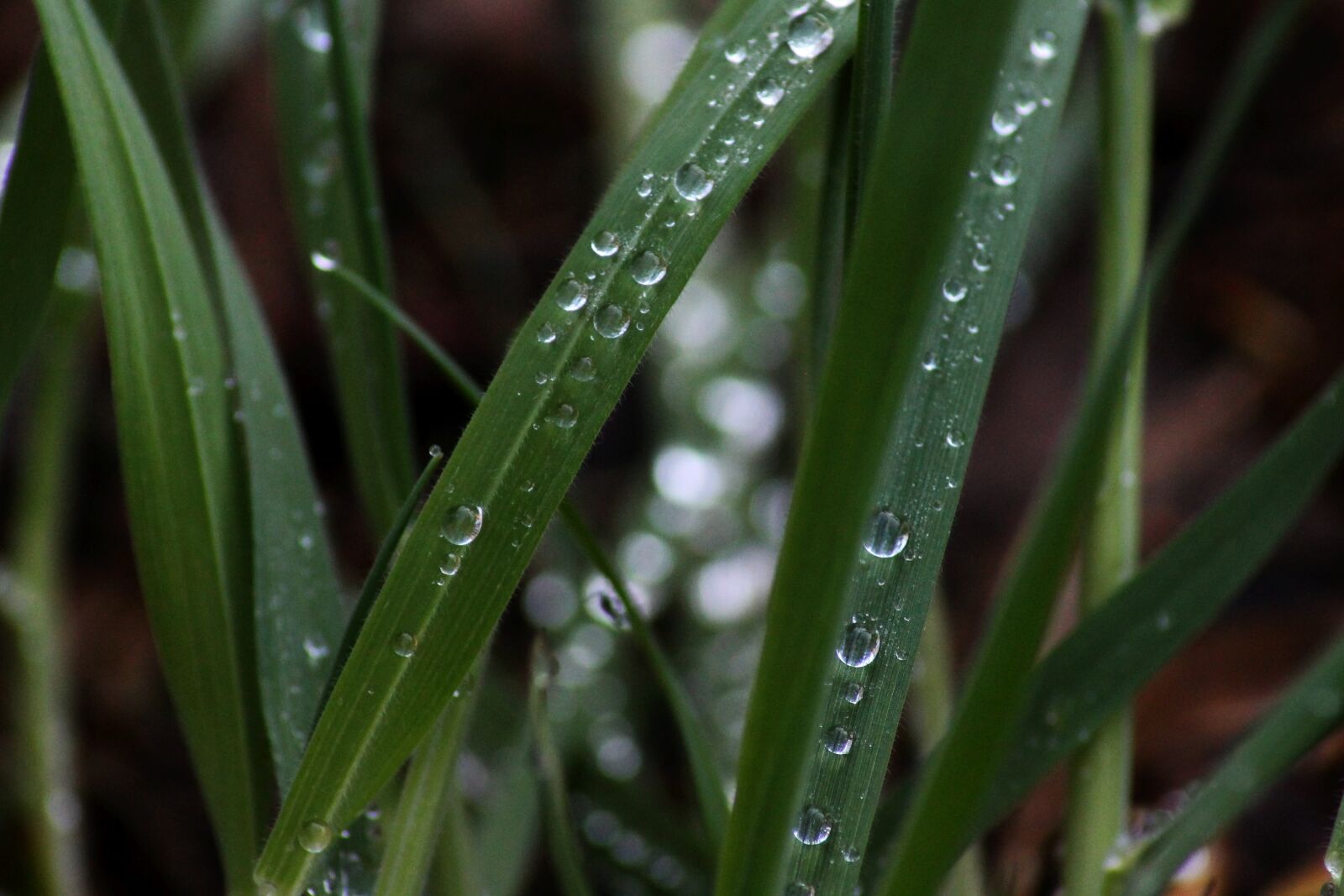 Canon EOS 1100D (EOS Rebel T3 / EOS Kiss X50) sample photo. Grass, drip, morning photography