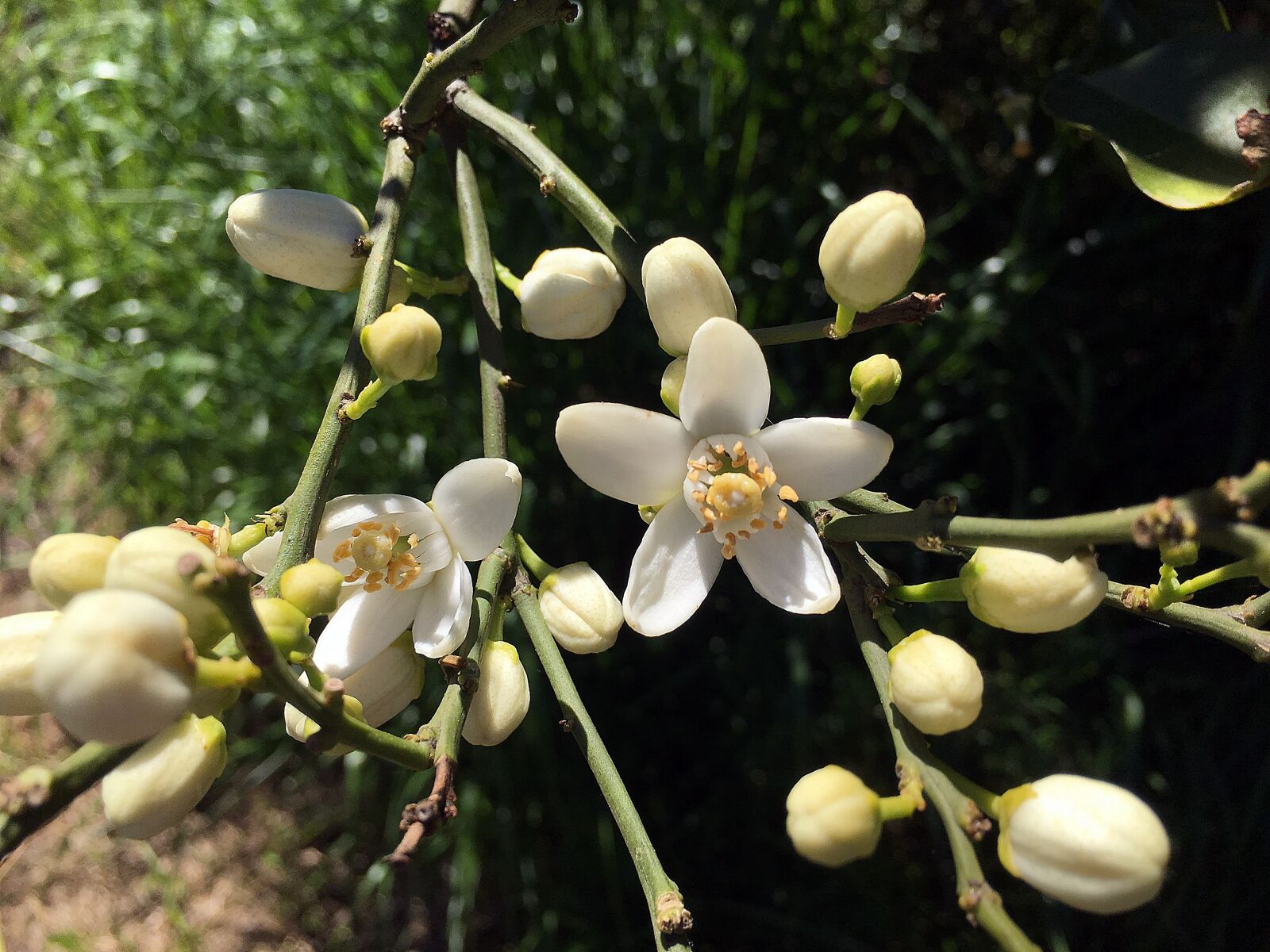 Apple iPhone 6s Plus sample photo. Flower, meadow, white photography
