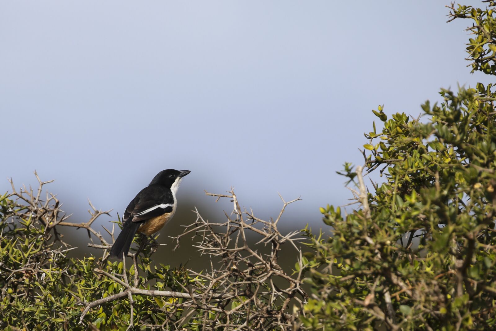 Canon EF 300mm F2.8L IS USM sample photo. Southern bou bou, bird photography
