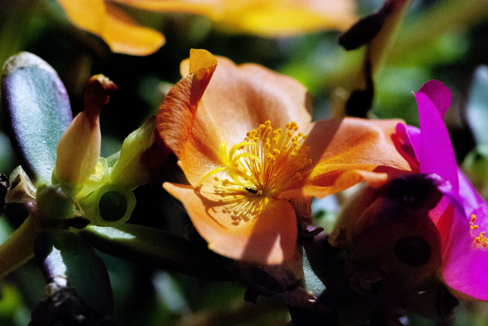 Nikon D80 sample photo. Flower, macro, nature photography