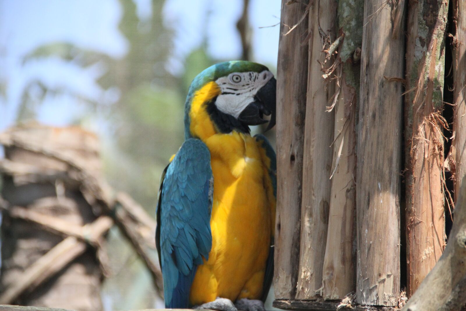 Canon EOS 60D sample photo. Parrot, animal garden, conure photography