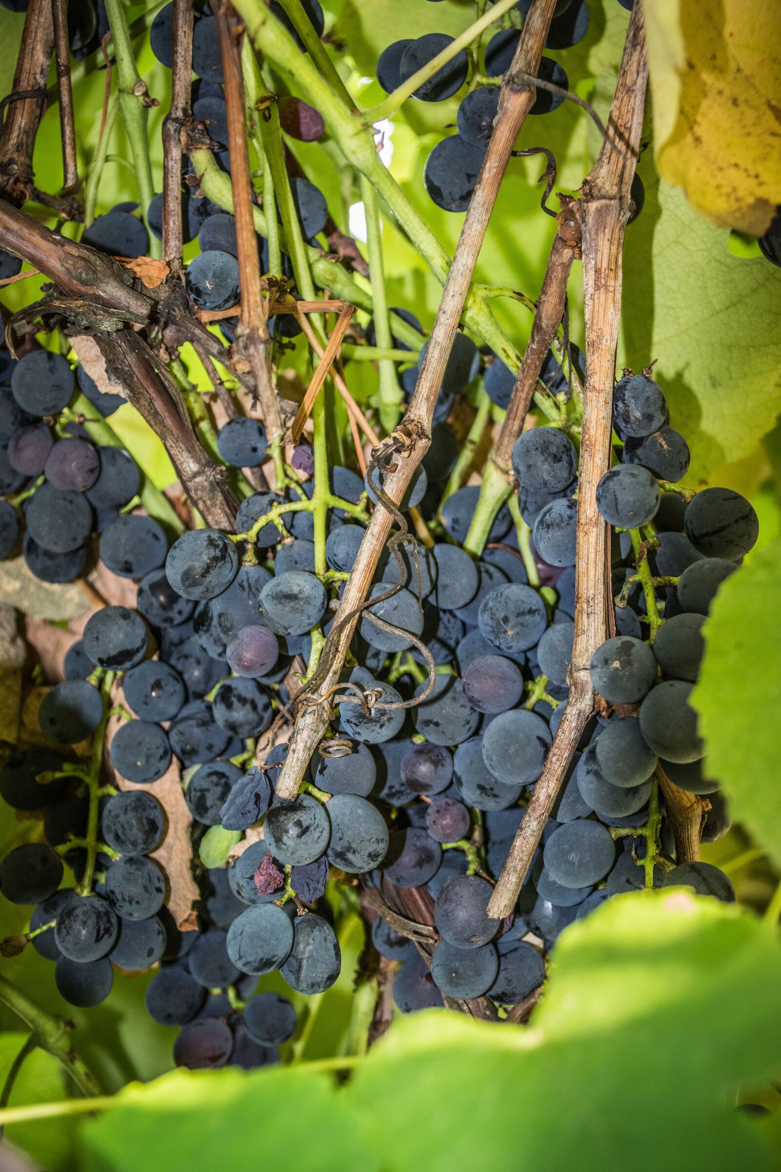 Nikon D5300 sample photo. Grapevine, green, foliage photography