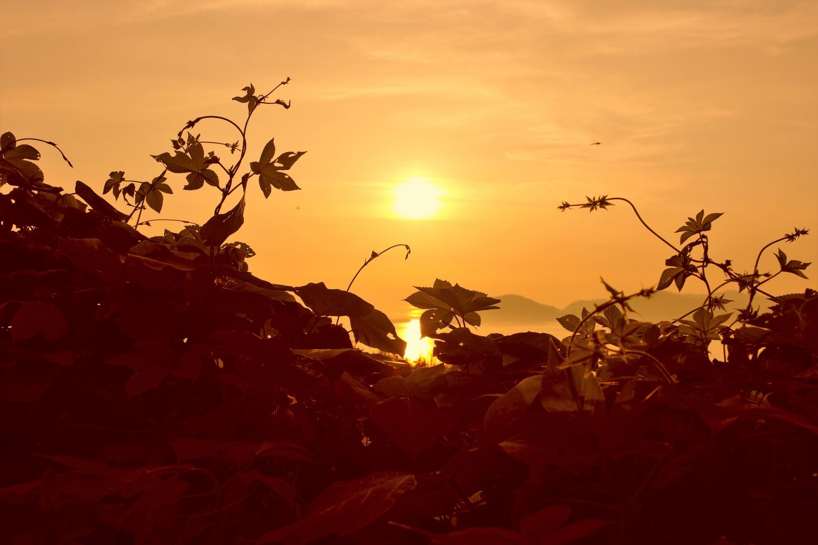 Samsung NX1000 sample photo. Sunset, in the evening photography
