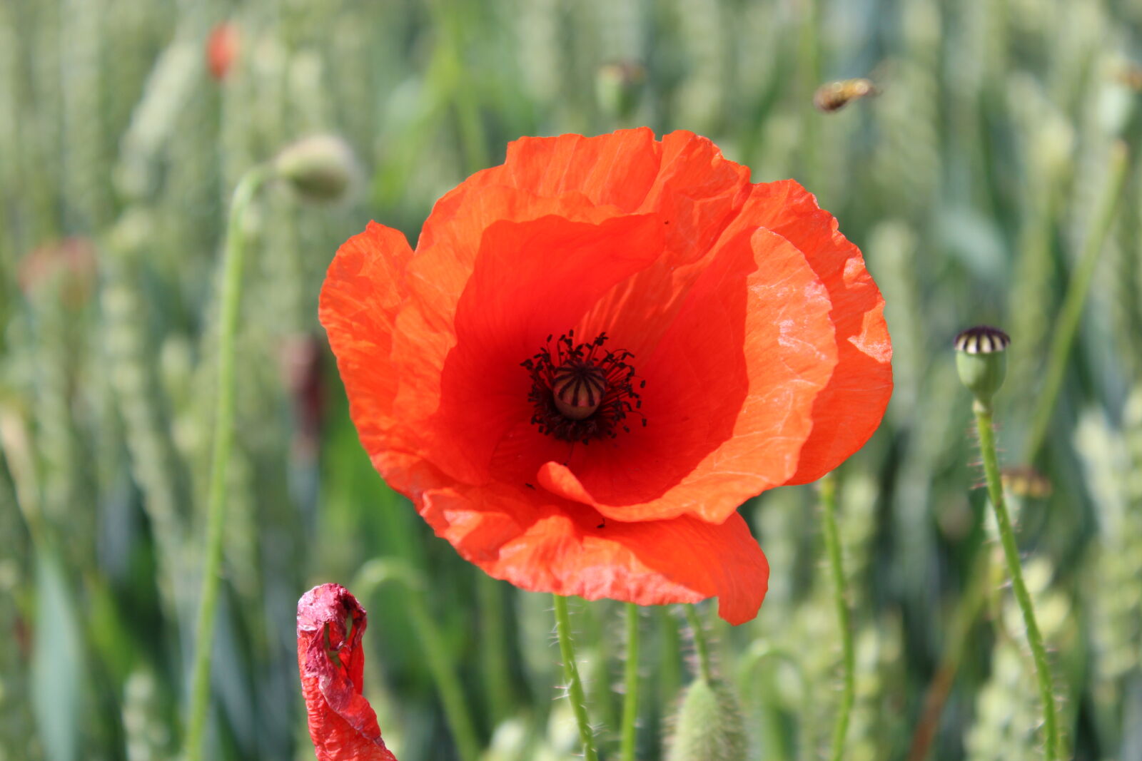 Canon EOS 600D (Rebel EOS T3i / EOS Kiss X5) sample photo. Nature, poppy, flower photography