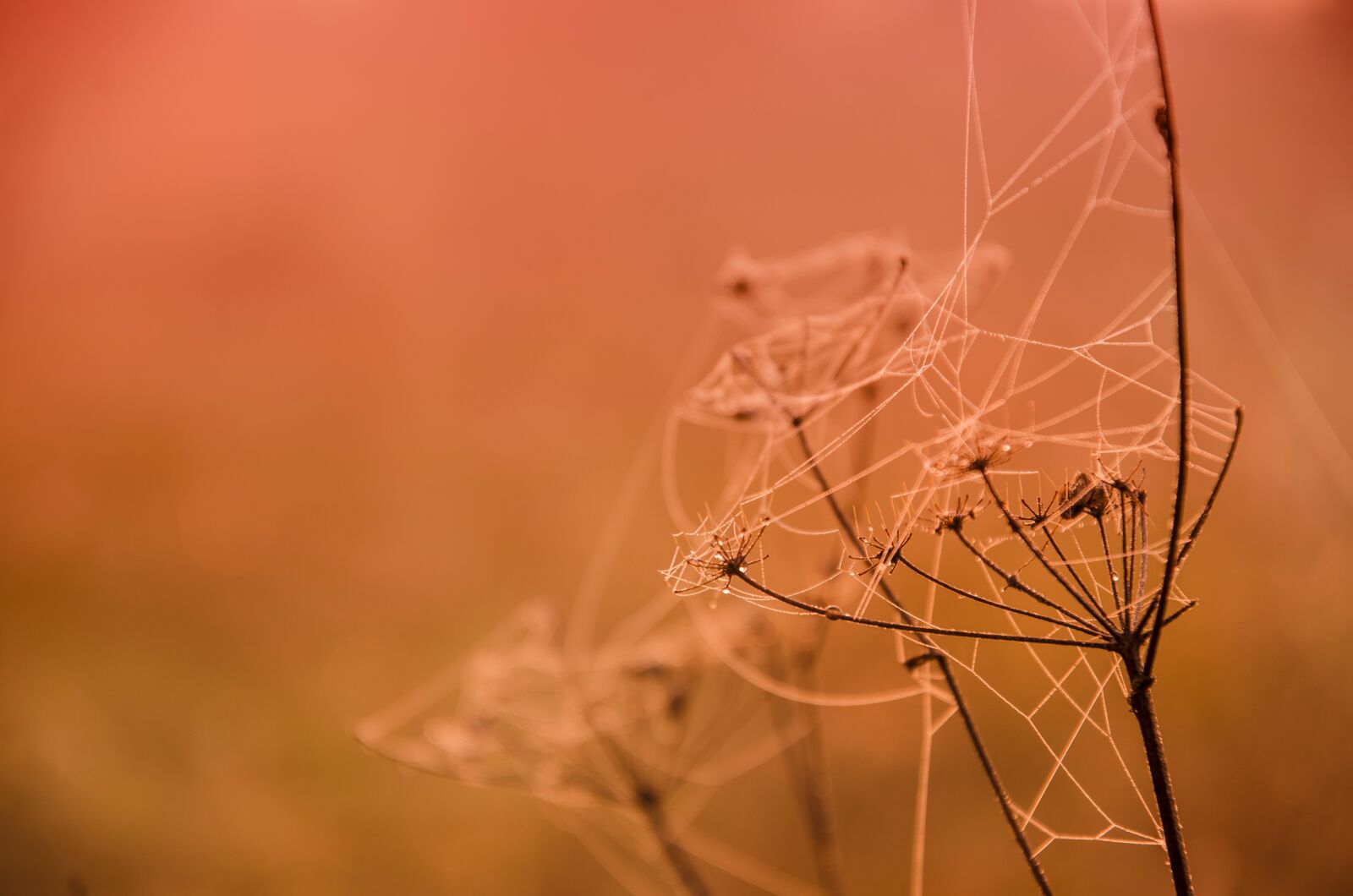 Nikon D5100 sample photo. Autumn, indian summer, mood photography
