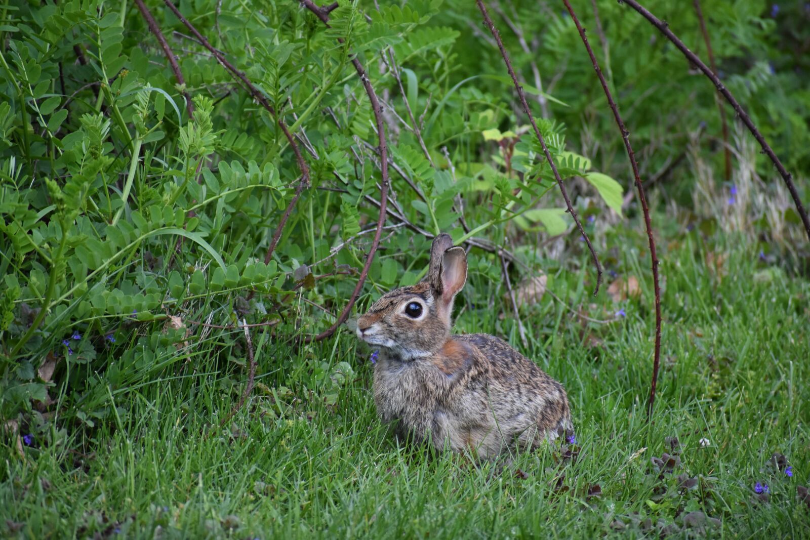 Nikon D3400 sample photo. Rabbit, bunny, hare photography