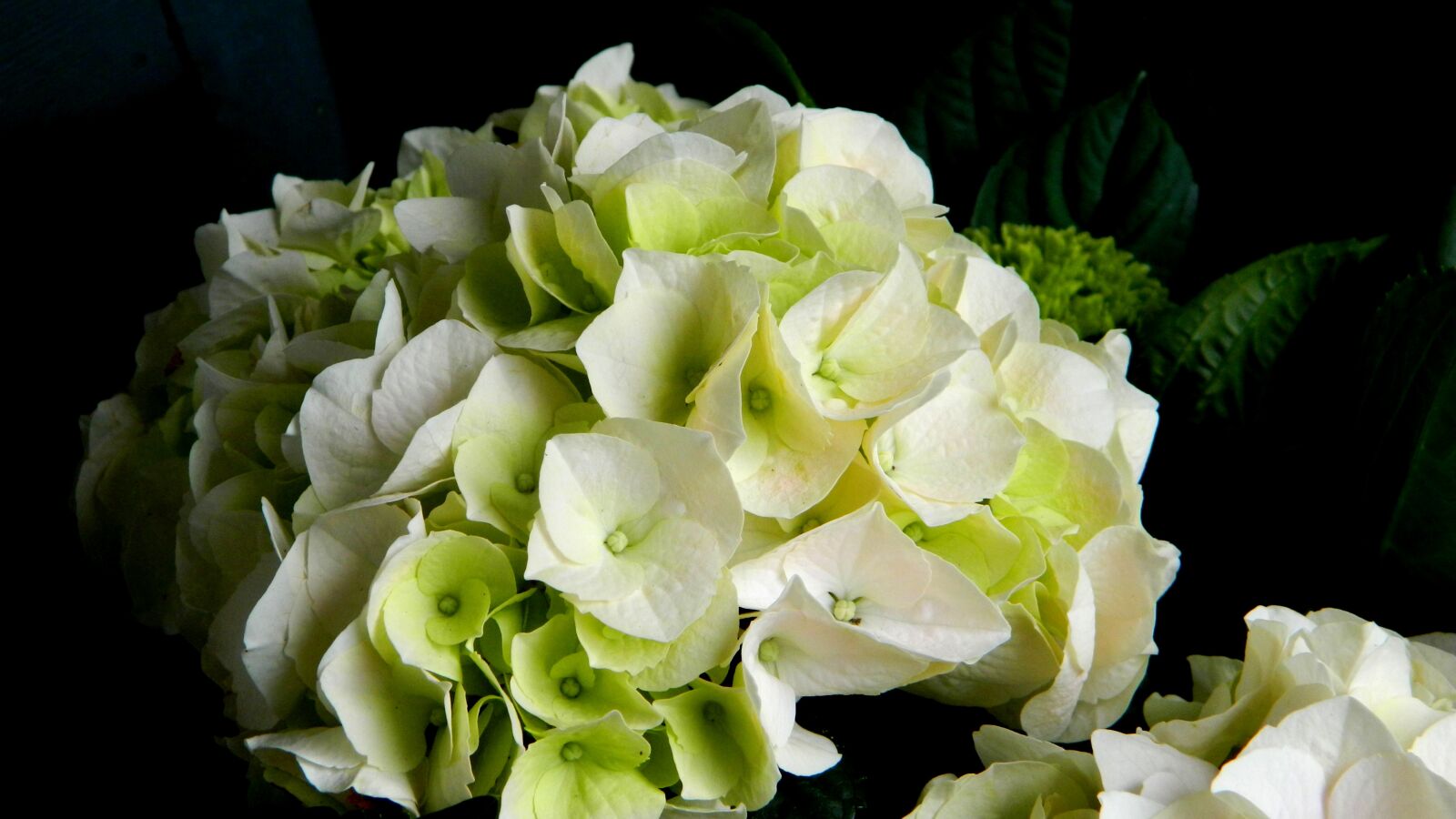 Nikon Coolpix L120 sample photo. Hydrangea, light, flower photography