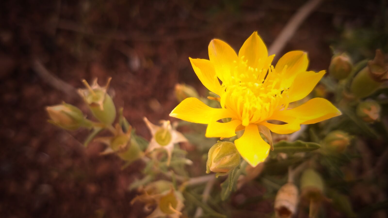 Samsung Galaxy S7 sample photo. Flower, yellow, outdoors photography
