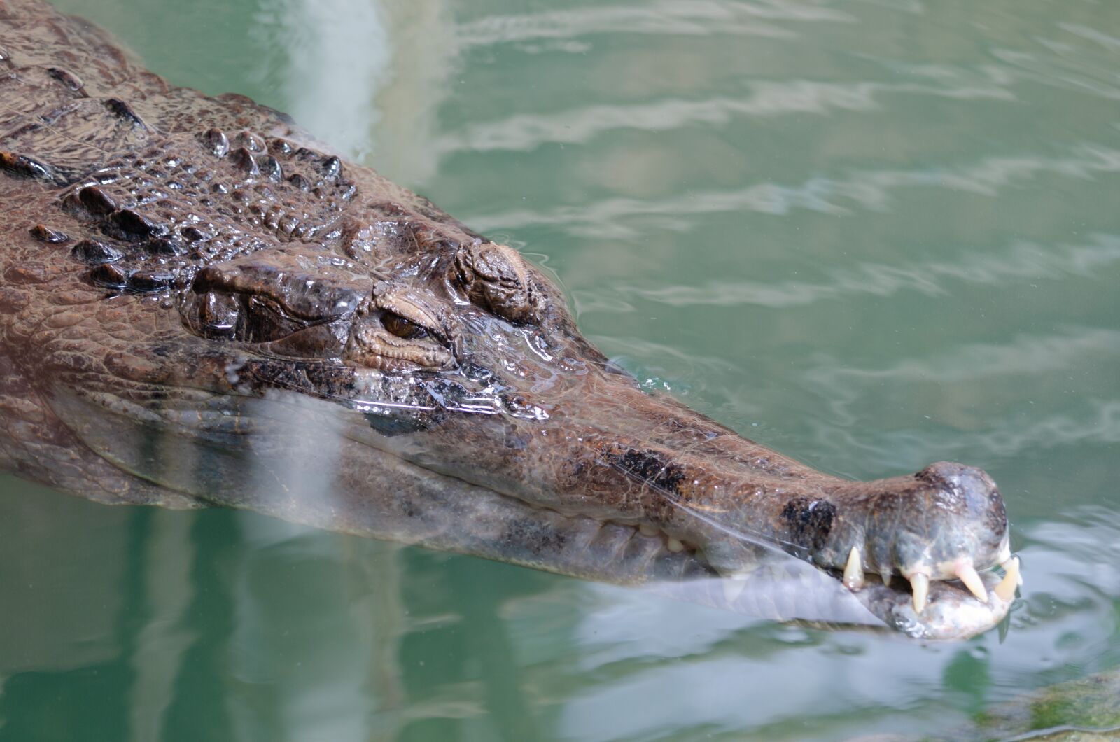 Nikon D7000 sample photo. La ferme aux crocodilles photography