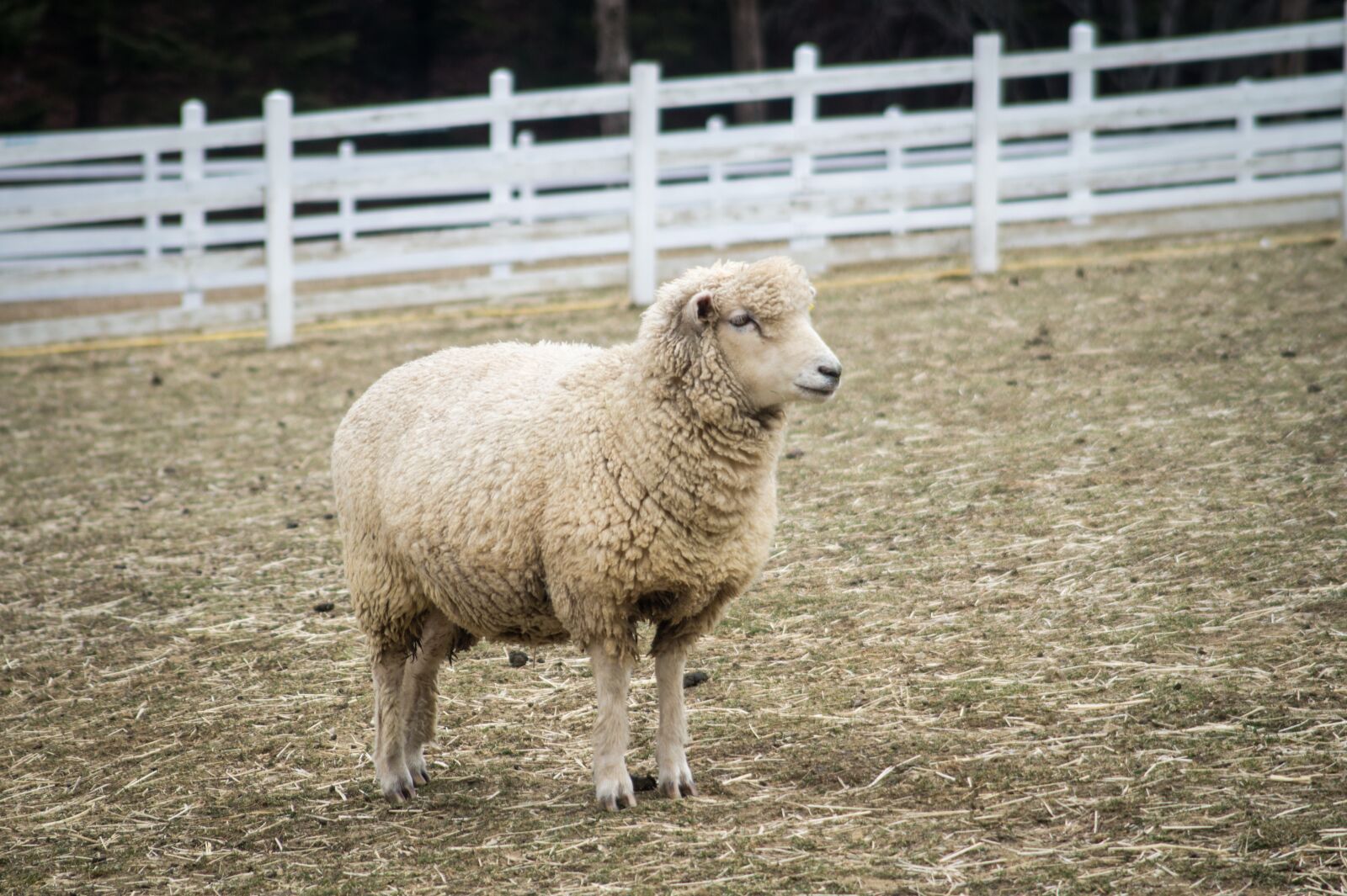 Sony SLT-A58 sample photo. Yang, sheep, animal photography