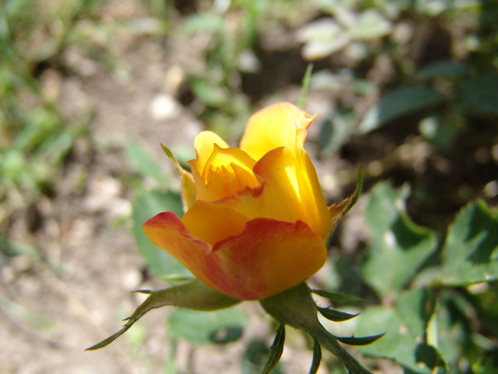 Sony DSC-F828 sample photo. Blossom, bloom, garden photography