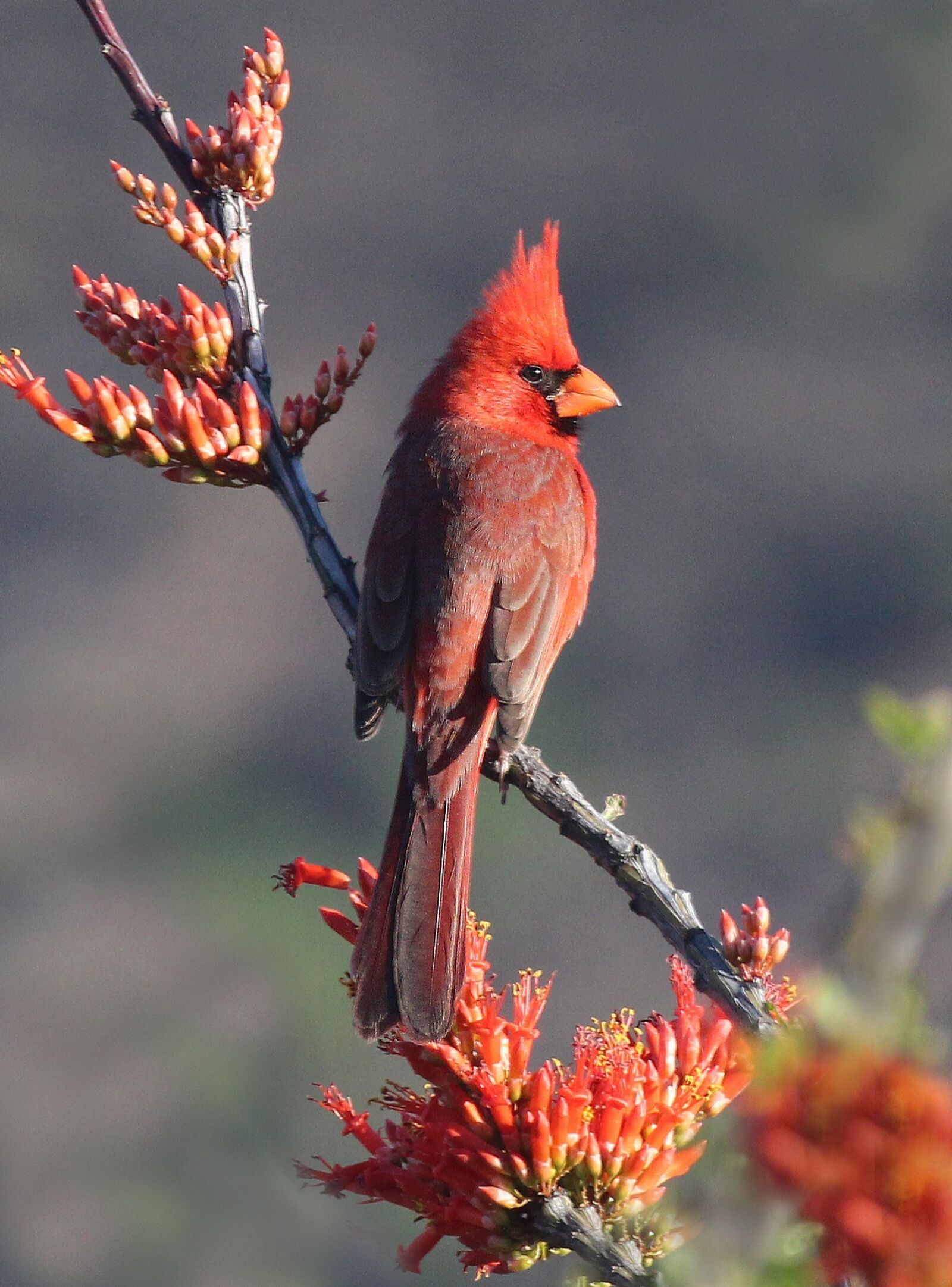 Canon EOS 650D (EOS Rebel T4i / EOS Kiss X6i) sample photo. Cardinal, northern, male photography