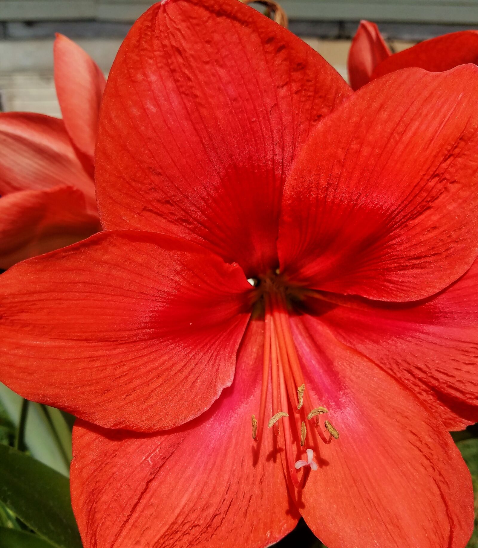 Samsung Galaxy S7 Edge sample photo. Red, flower, macro photography