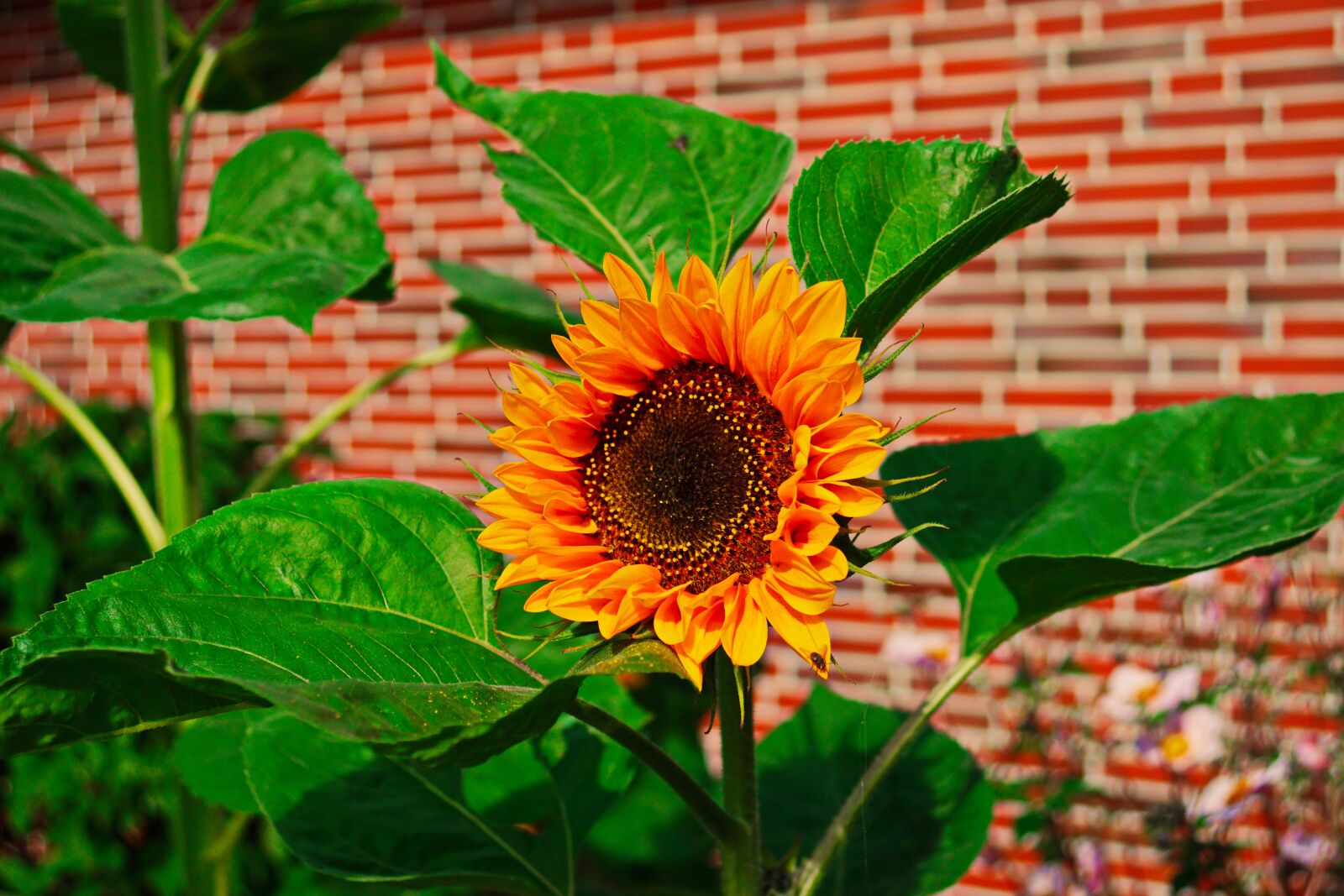 Sony SLT-A68 + Sony DT 30mm F2.8 Macro SAM sample photo. Sunflower, orange, summer photography