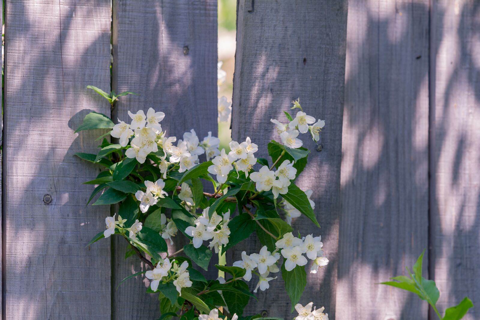 Nikon D7200 sample photo. Fence, flowers, garden photography