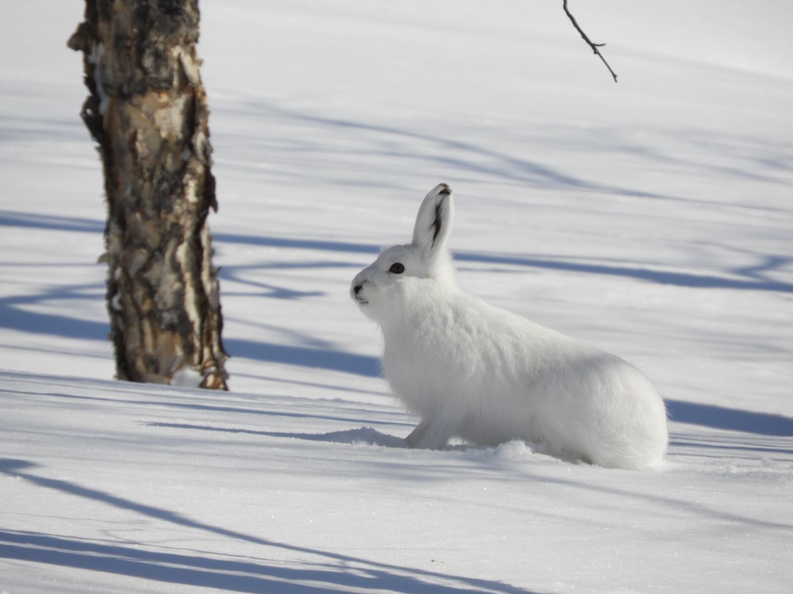 Nikon Coolpix B700 sample photo. Hare, winter, snow photography