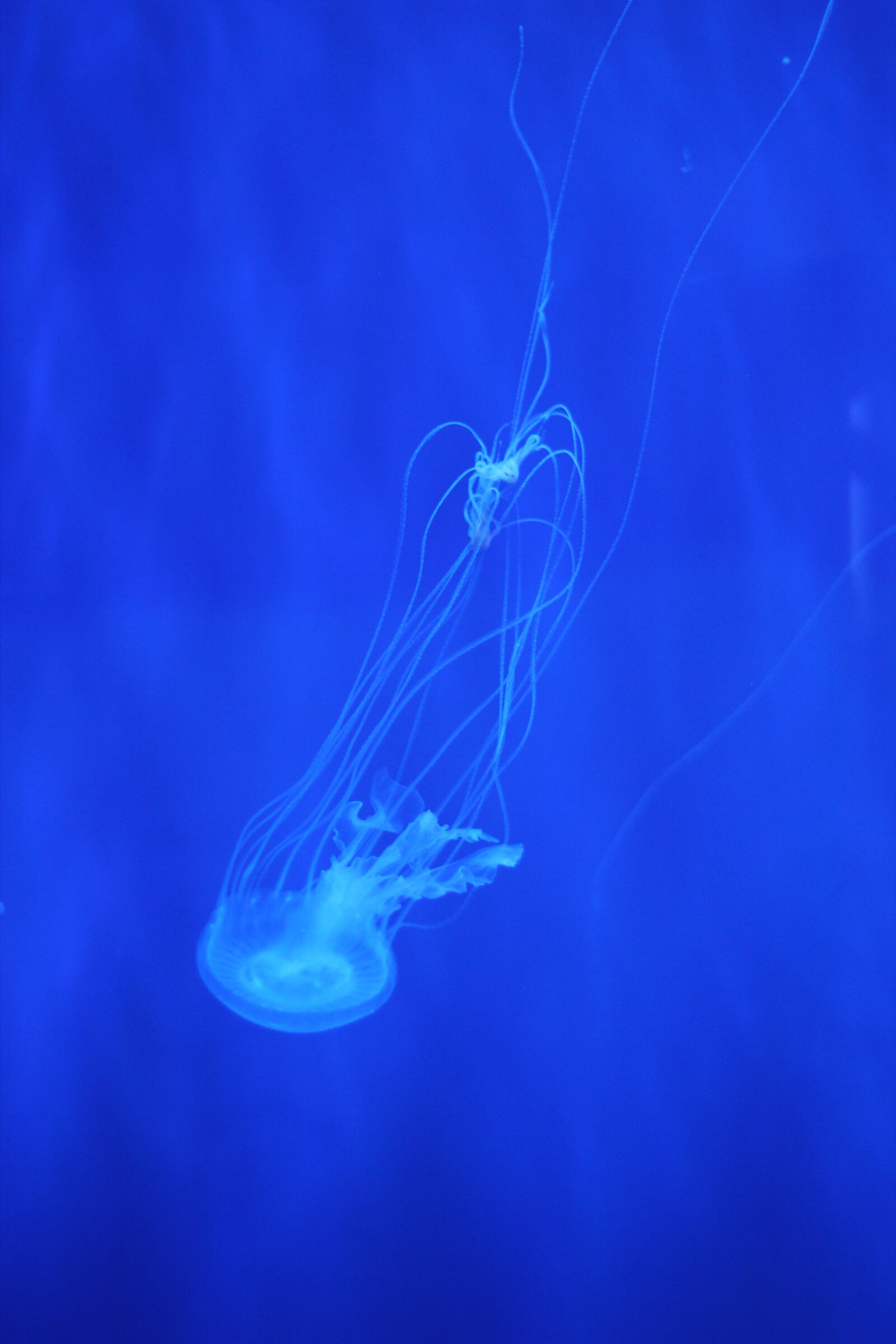 Canon EOS 60D + Canon EF 50mm F1.8 STM sample photo. Jellyfish photography