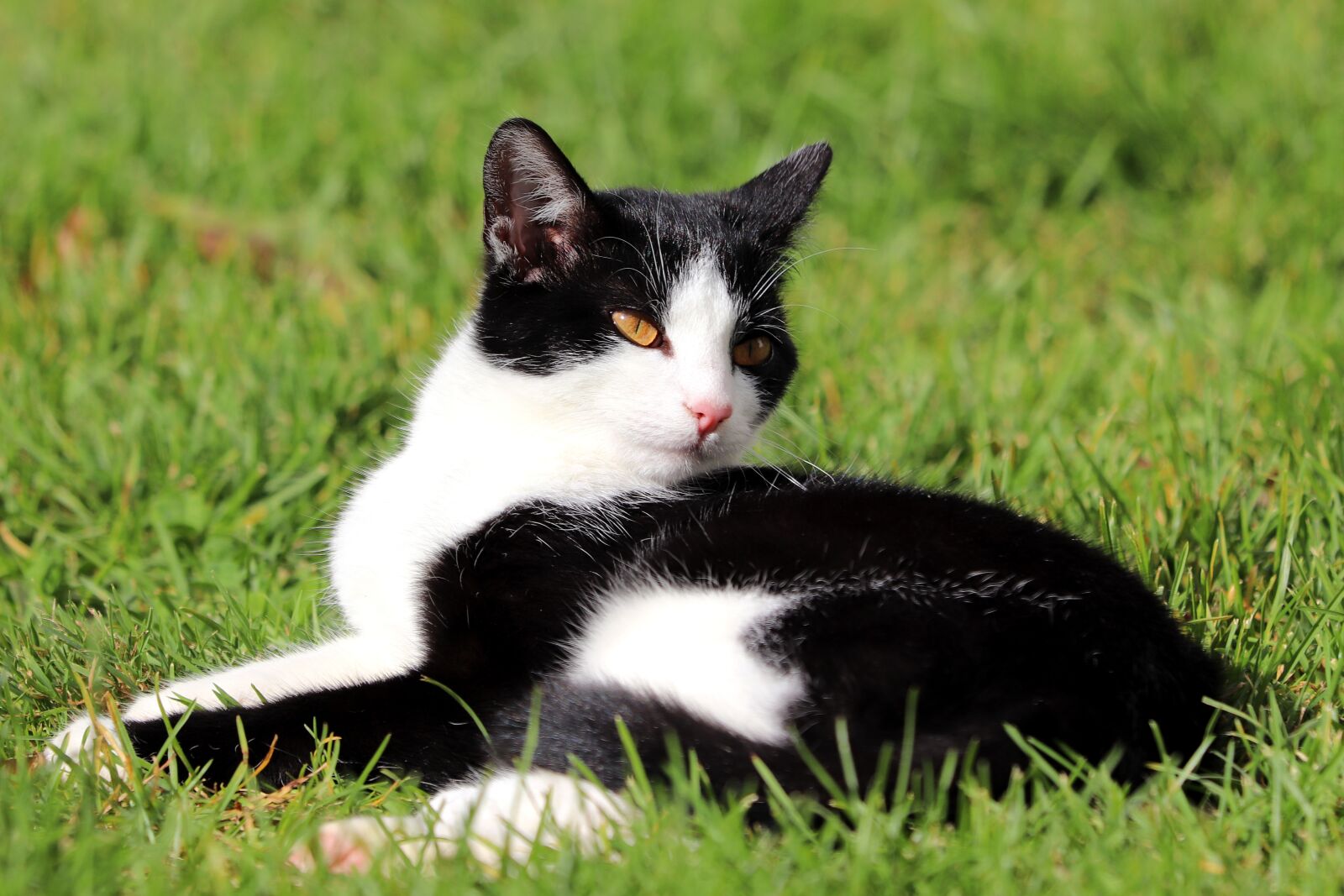 Canon EF 70-300 F4-5.6 IS II USM sample photo. Pet, cat, domestic cat photography