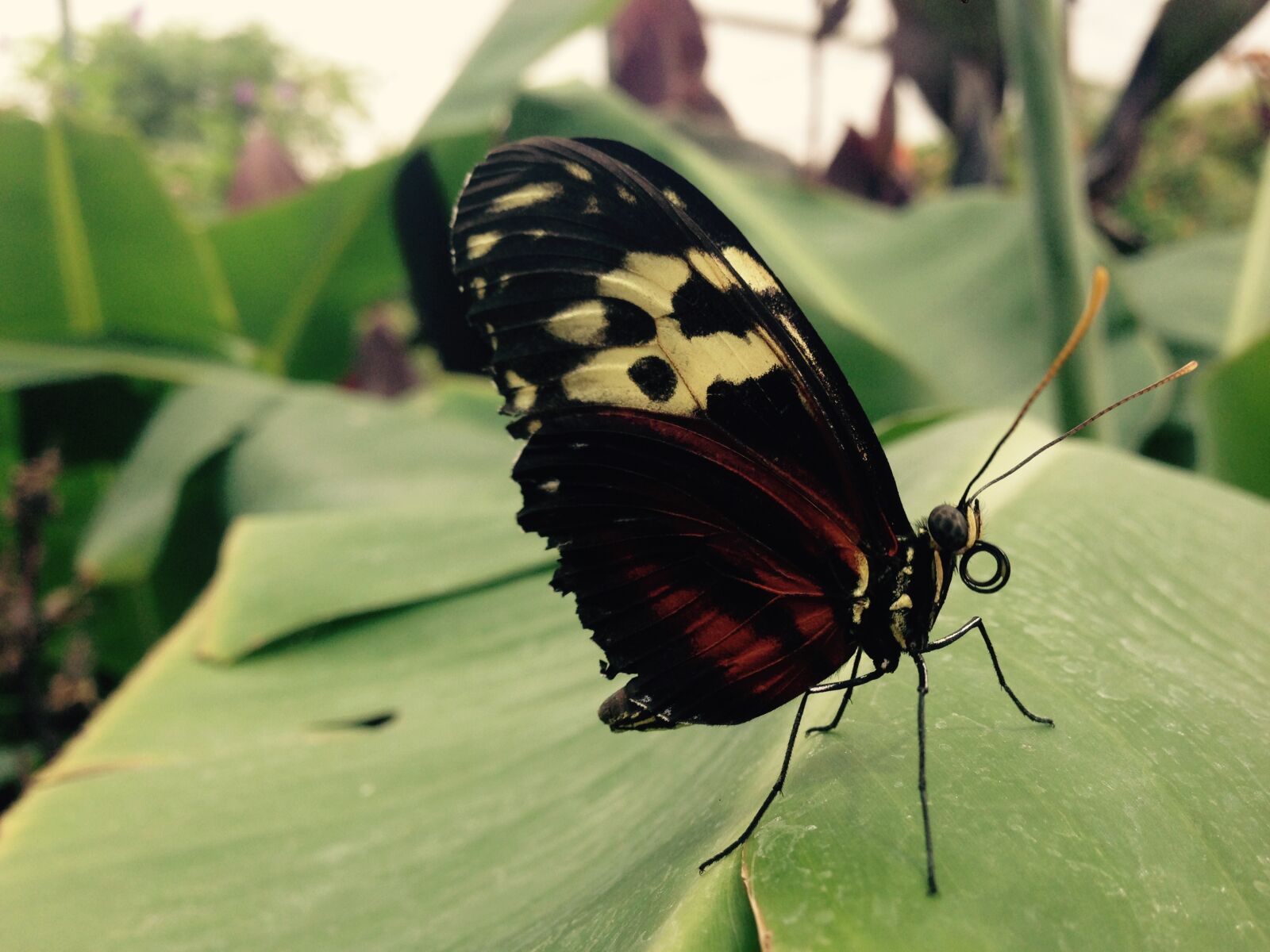 iPhone 5 back camera 4.12mm f/2.4 sample photo. Butterfly photography