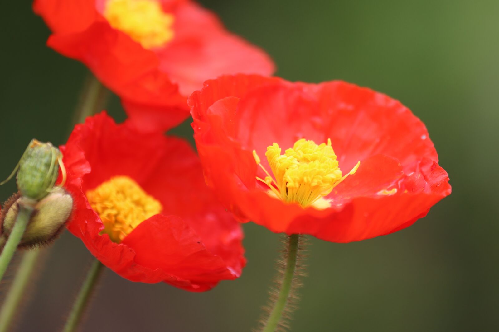 Canon EOS 90D sample photo. Poppy, sage color, meadow photography