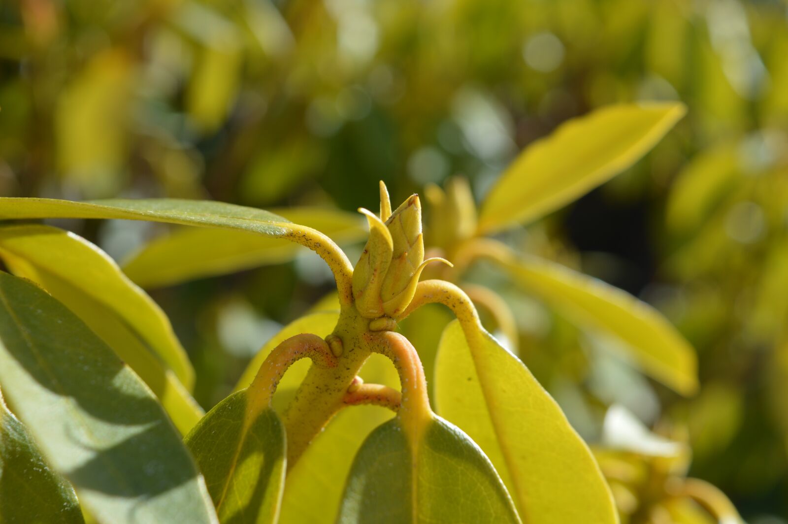 Nikon D3200 sample photo. Rhododendron, nature, button photography