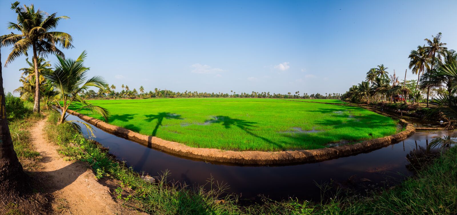 Nikon D750 sample photo. Field, farming, rice photography