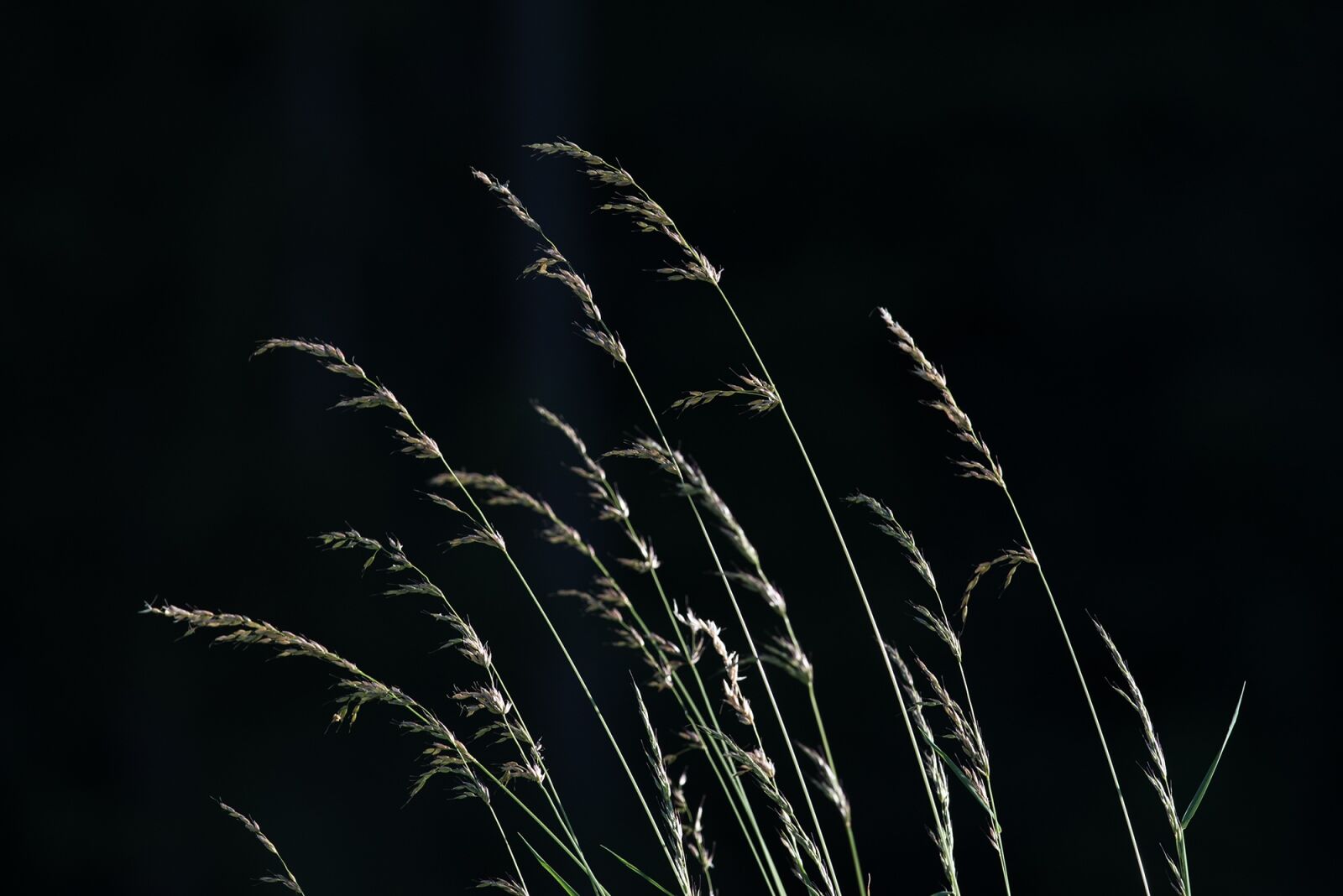 Nikon D750 sample photo. Grasses, seeds, nature photography