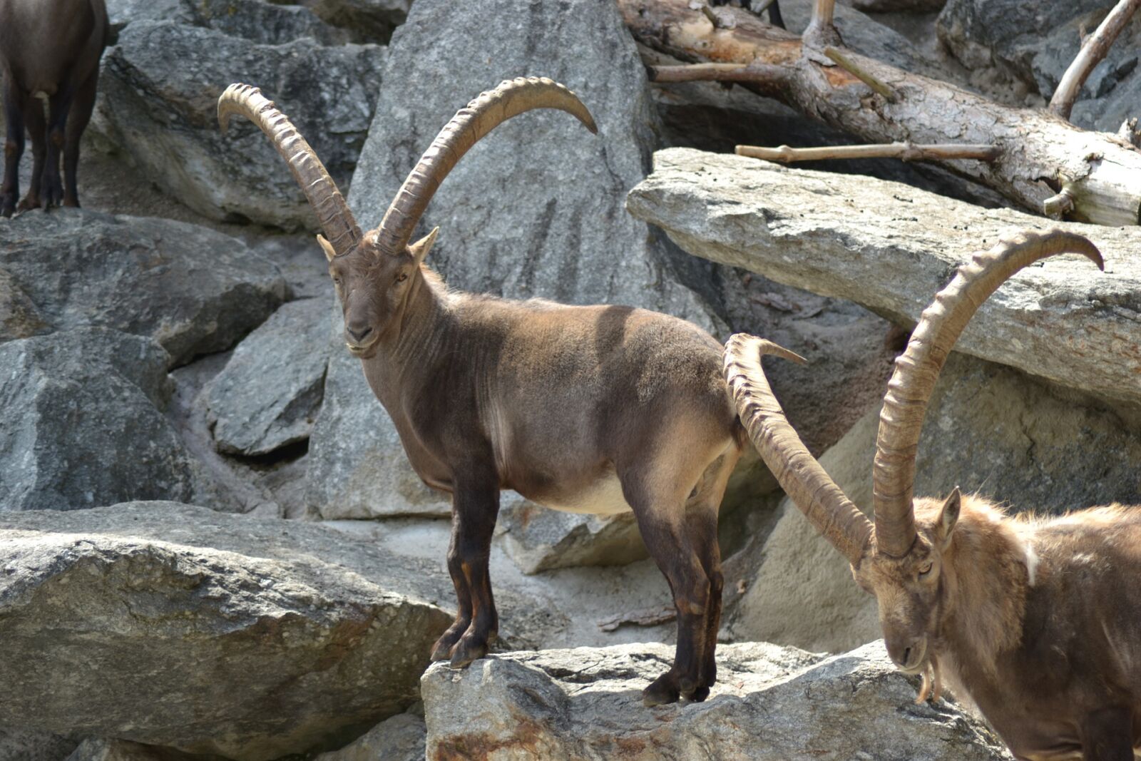 Nikon D3100 sample photo. Alps, buck, close, up photography
