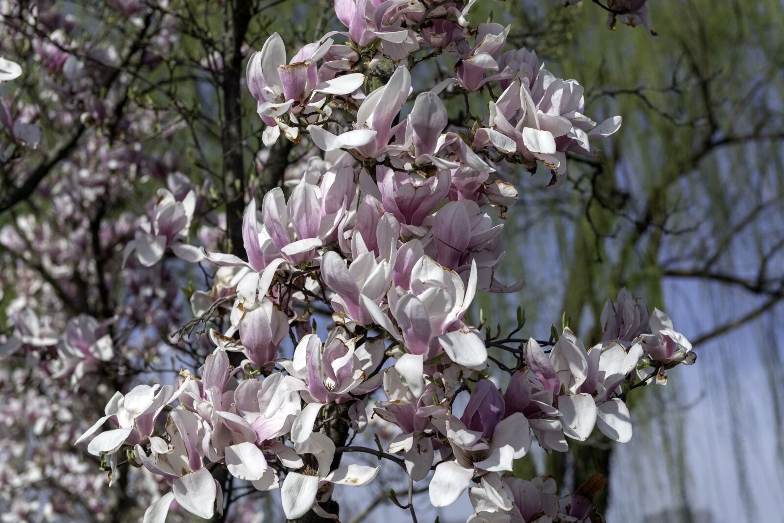 Nikon D610 sample photo. Magnolia, flower, blossom photography