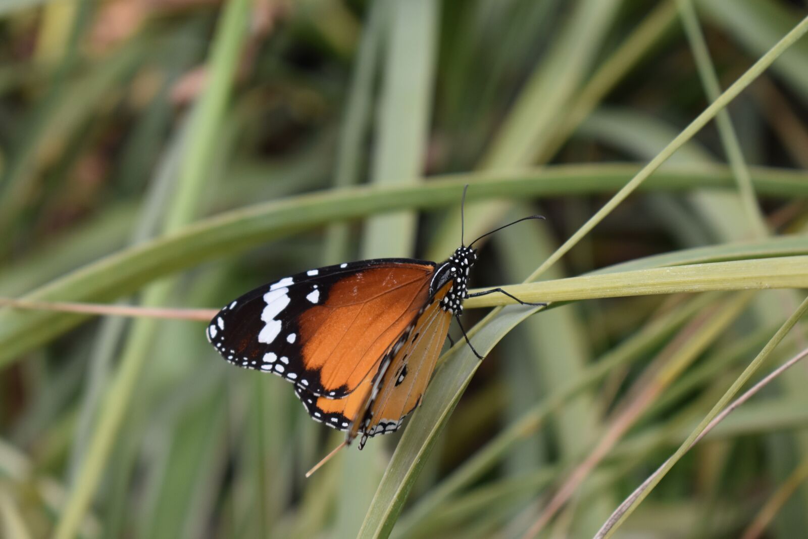 Nikon D3400 sample photo. Butterfly, field, nature photography