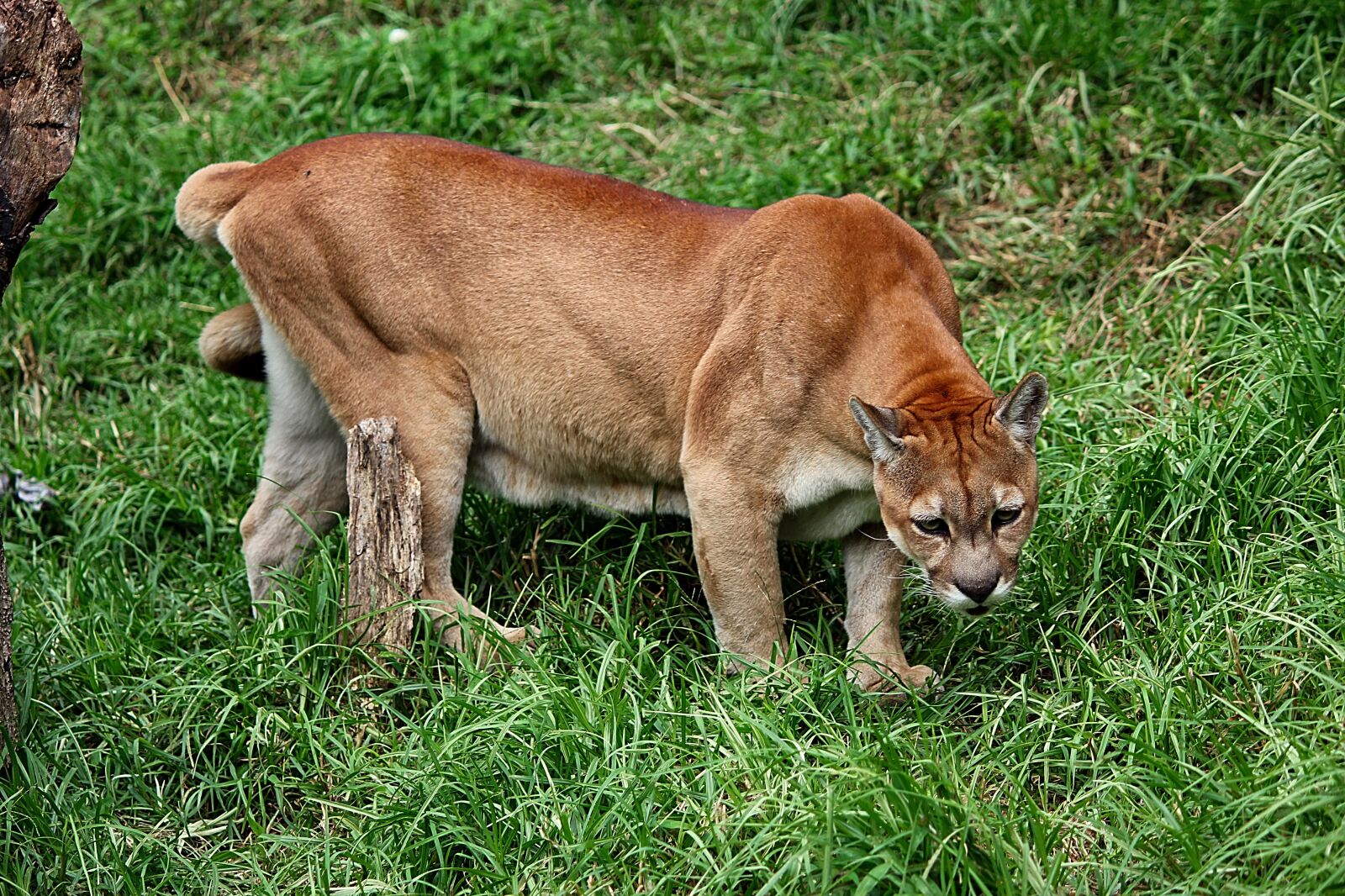 Canon EOS 60D sample photo. Animal, jungle, mammal photography