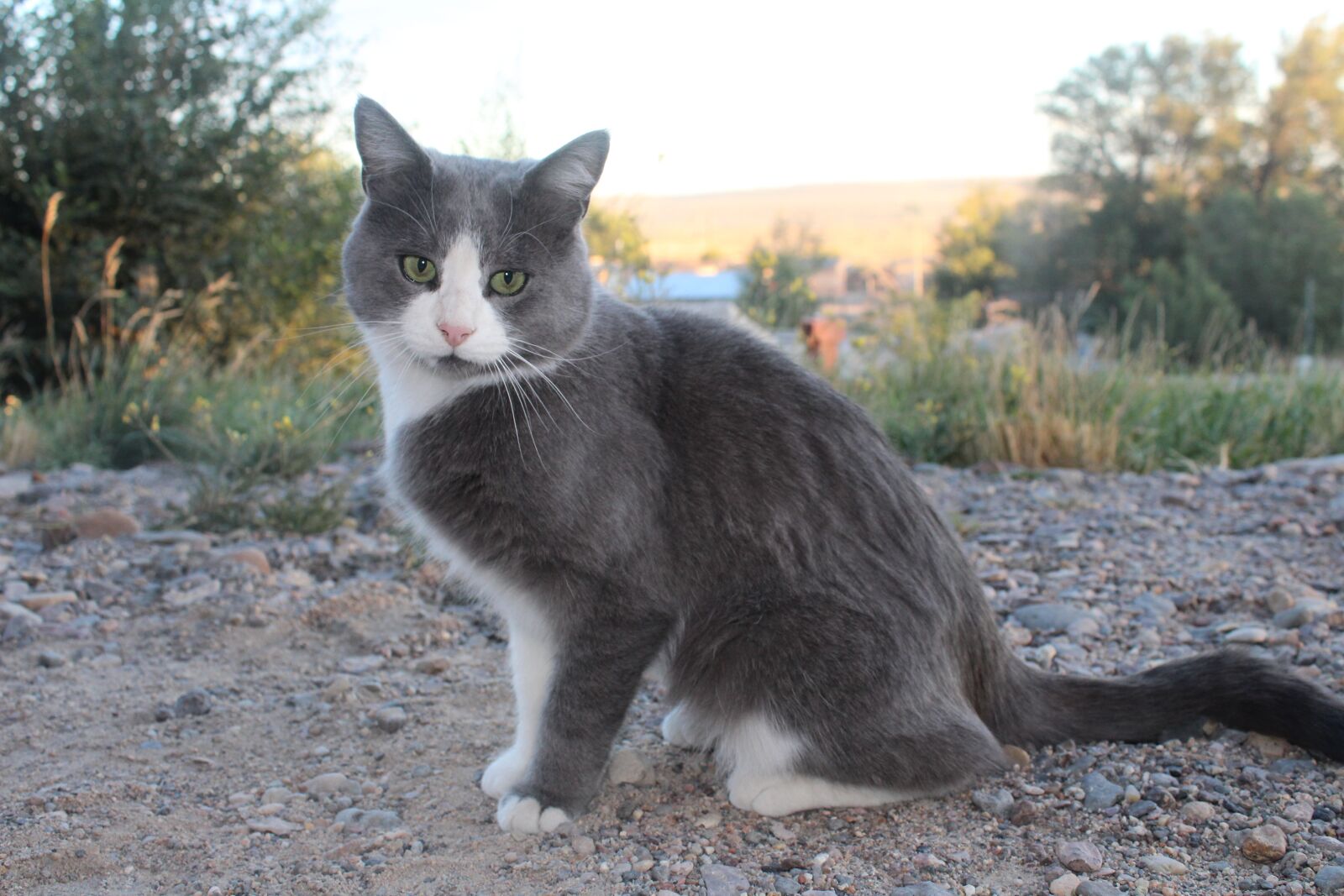 Canon EOS 1300D (EOS Rebel T6 / EOS Kiss X80) sample photo. Cat, sunset, animals photography